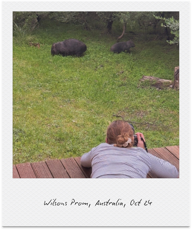 A person lying on a wooden deck taking a photograph of two animals grazing in a grassy backyard.