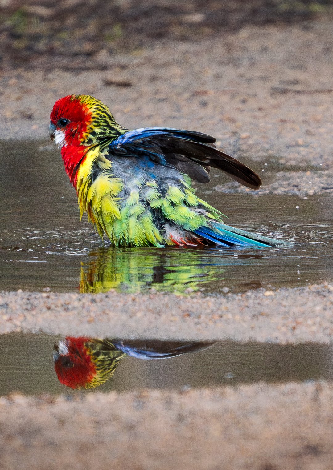 Rosella in the Rain
