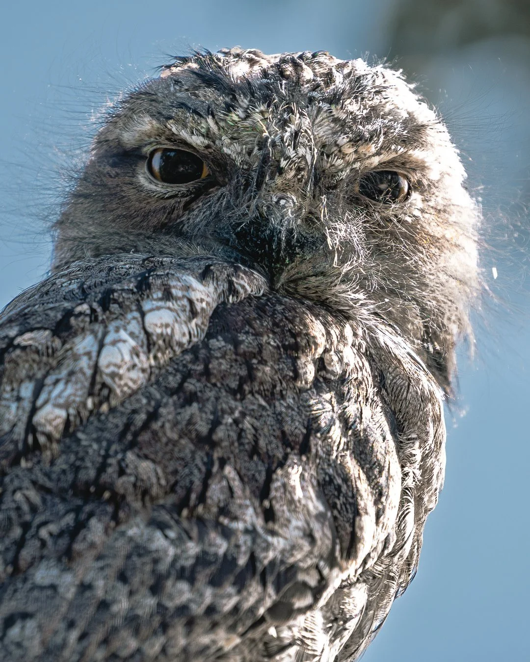 TawnyFrogmouth_KelseyBerryPhotographer_23Dec202500086-2.jpg