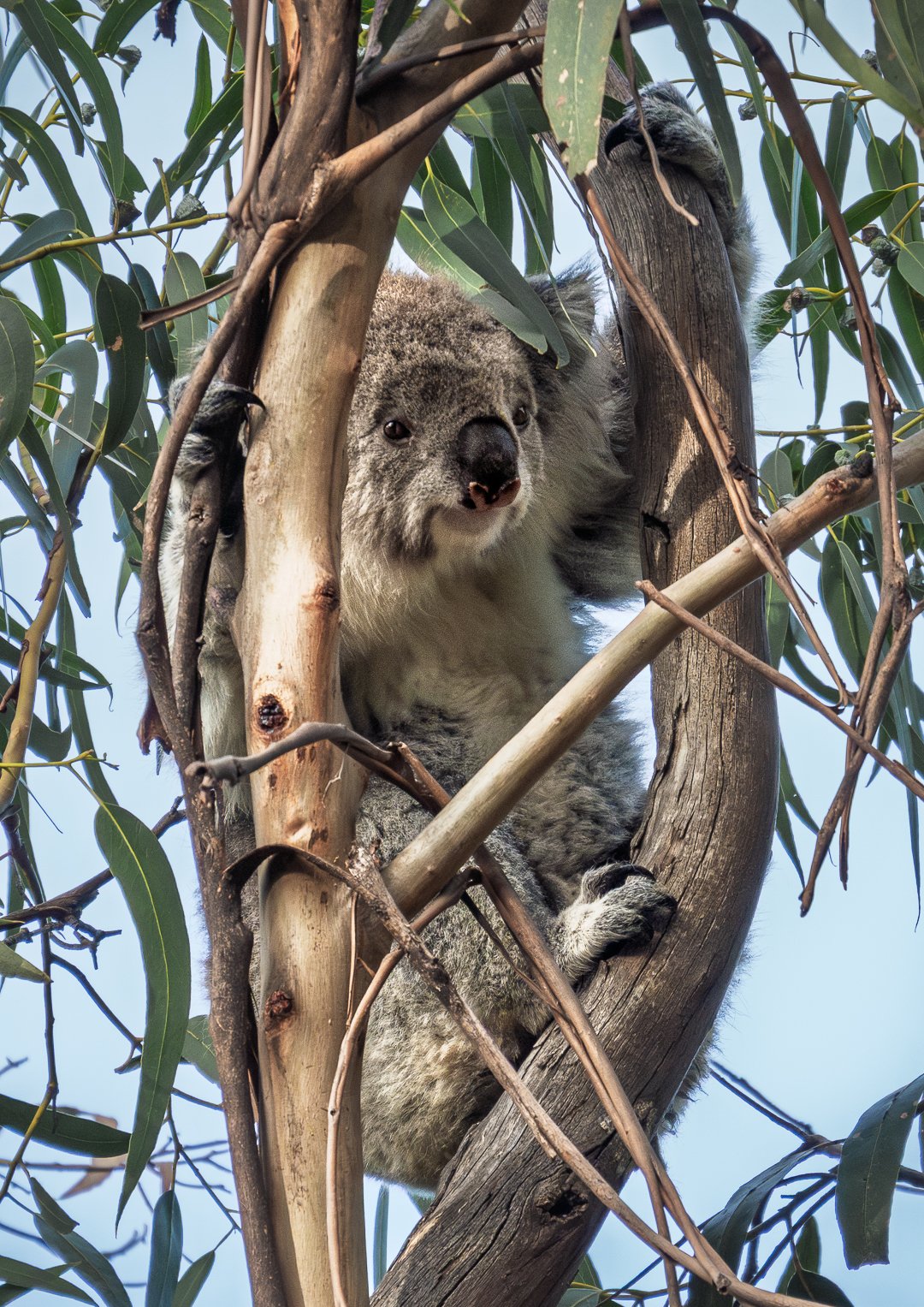 Home Among the Gumtrees