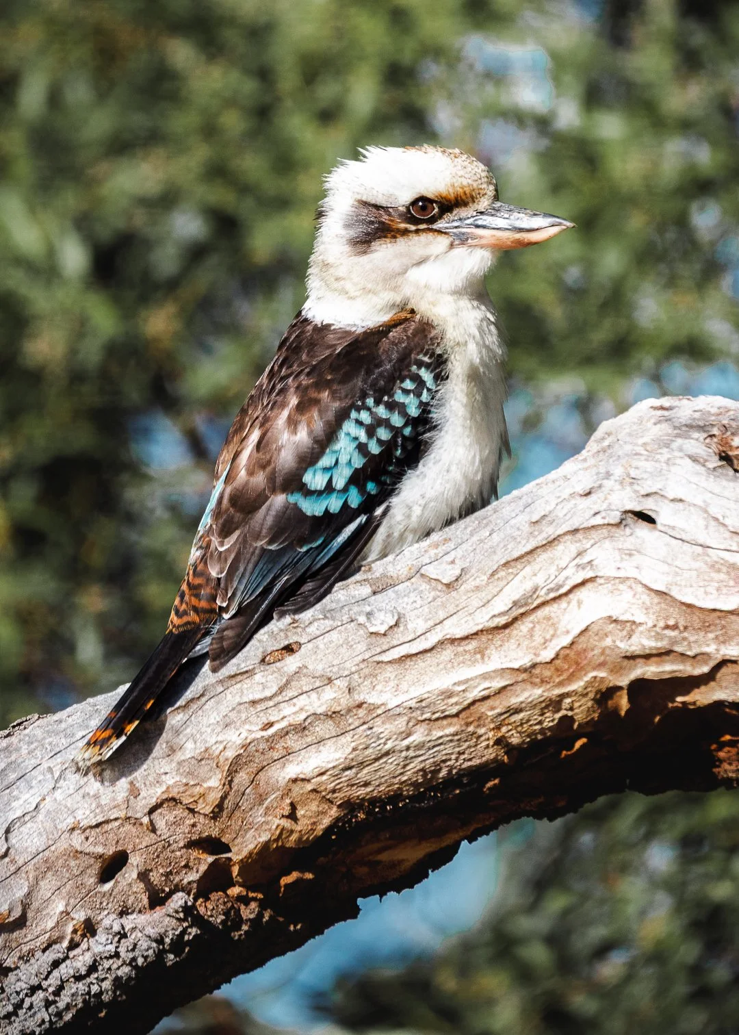 Laughing Kookaburra, Halls Gap, Australia