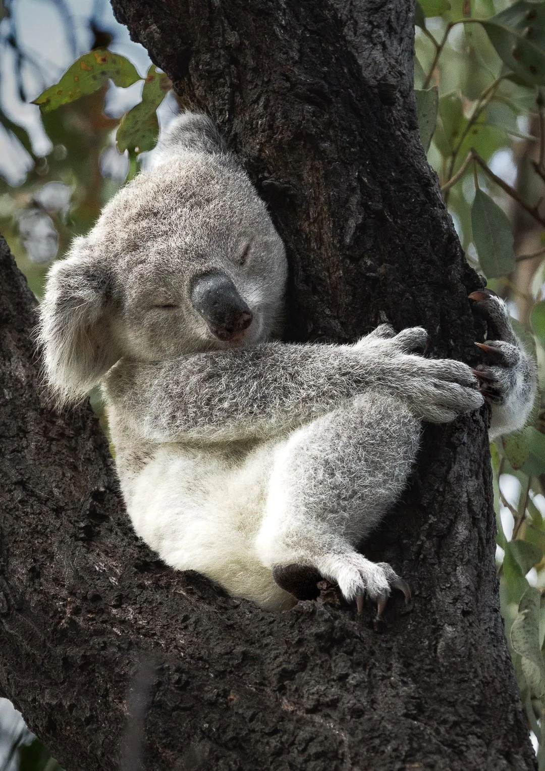 Baby Koala