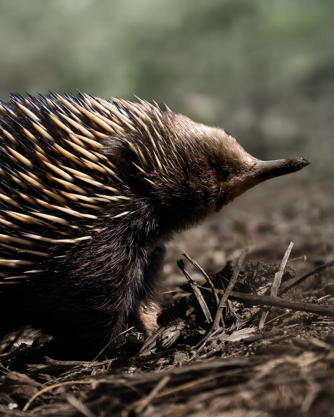 Close-up of a hedgehog with its nose pointed forward on the ground with dry twigs and dirt.