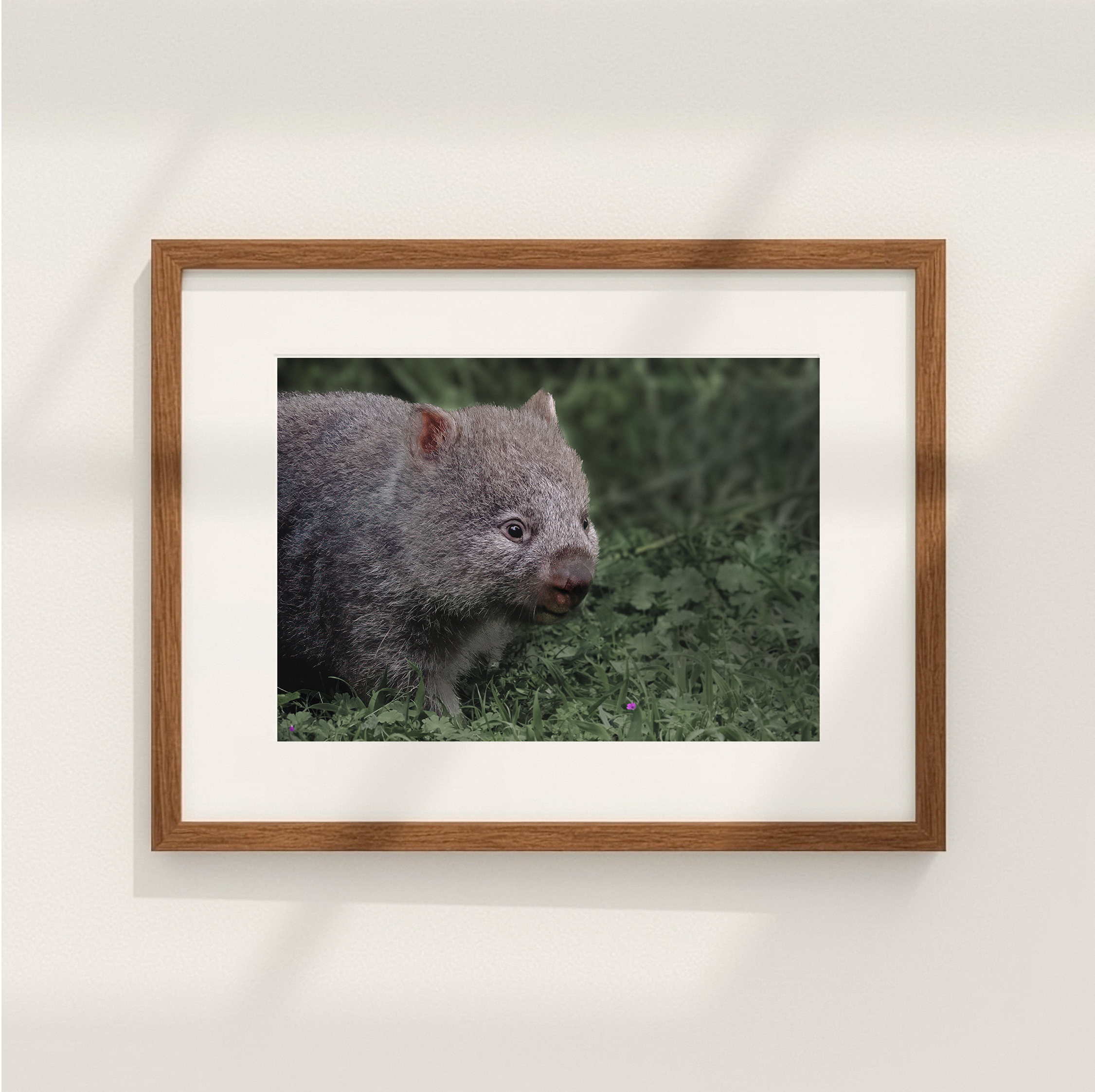 Wombat.png