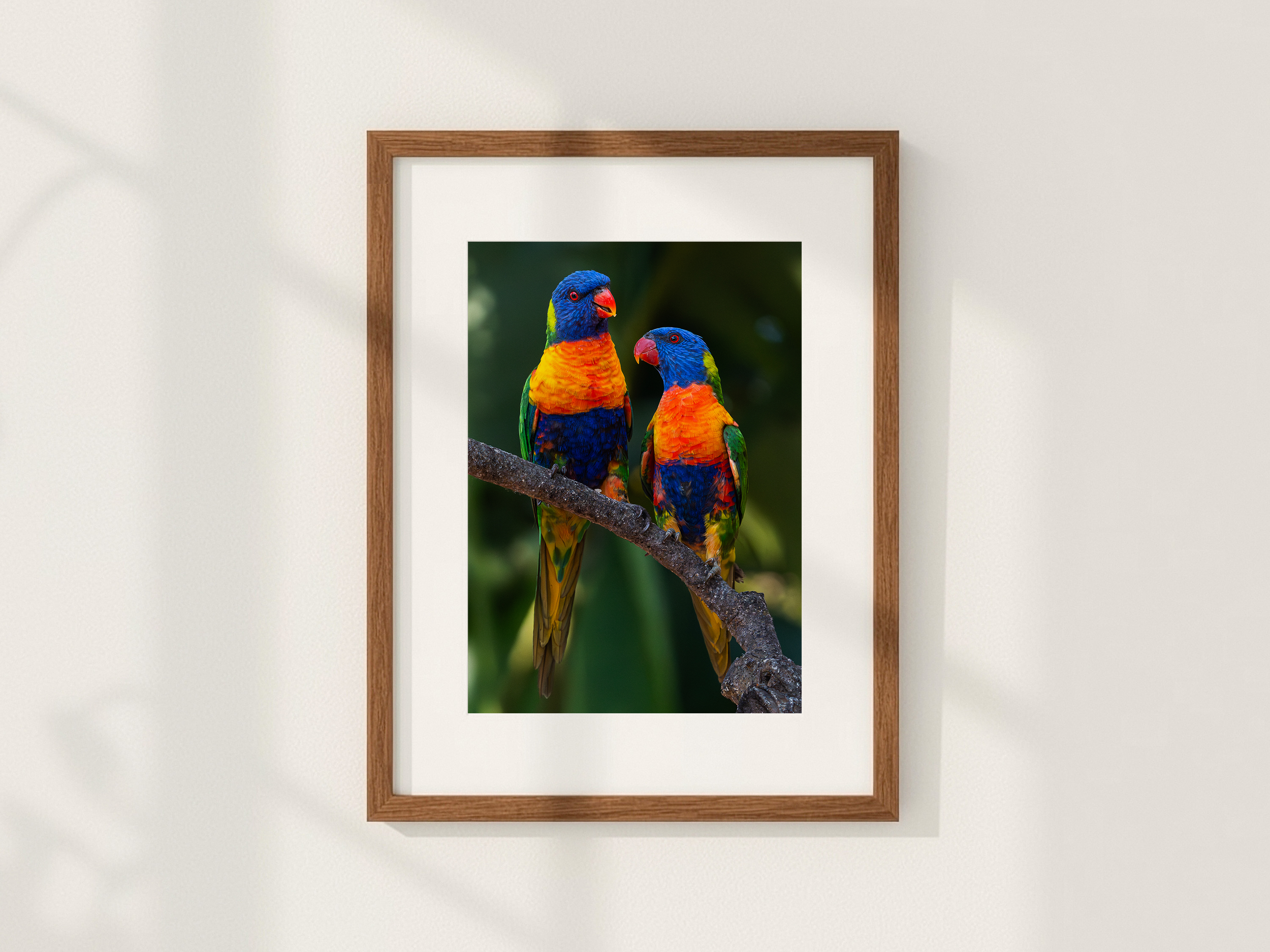 Lorikeets.png