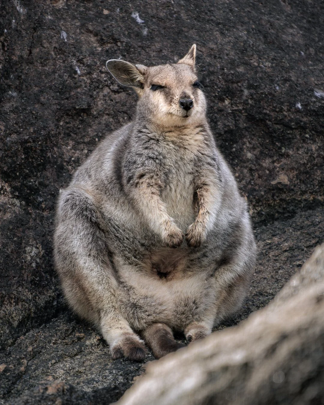 Mareeba_RockWallabies_KelseyBerryPhotographer_6May202600196.jpg