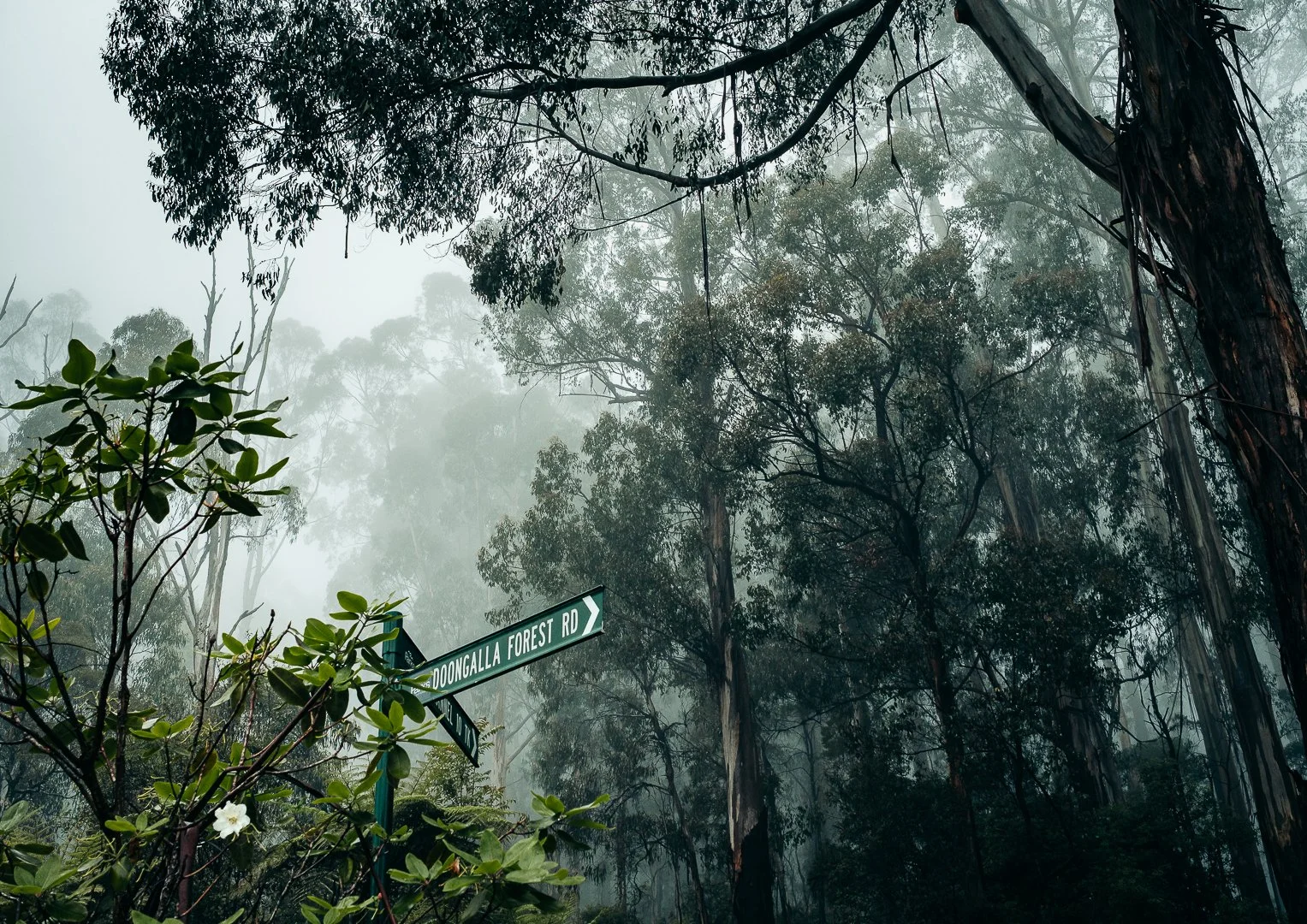 Doongalla Forest Road