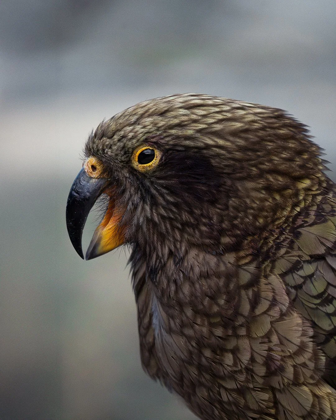 Kea, Aoraki/Mt Cook, NZ
