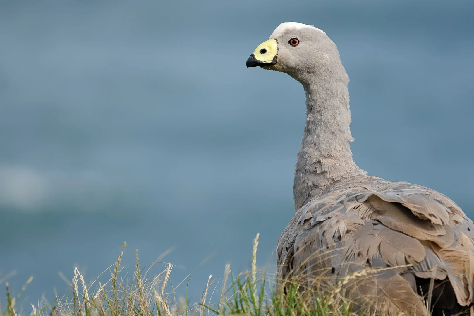 Cape Barren Goose, Phillip Island, Australia