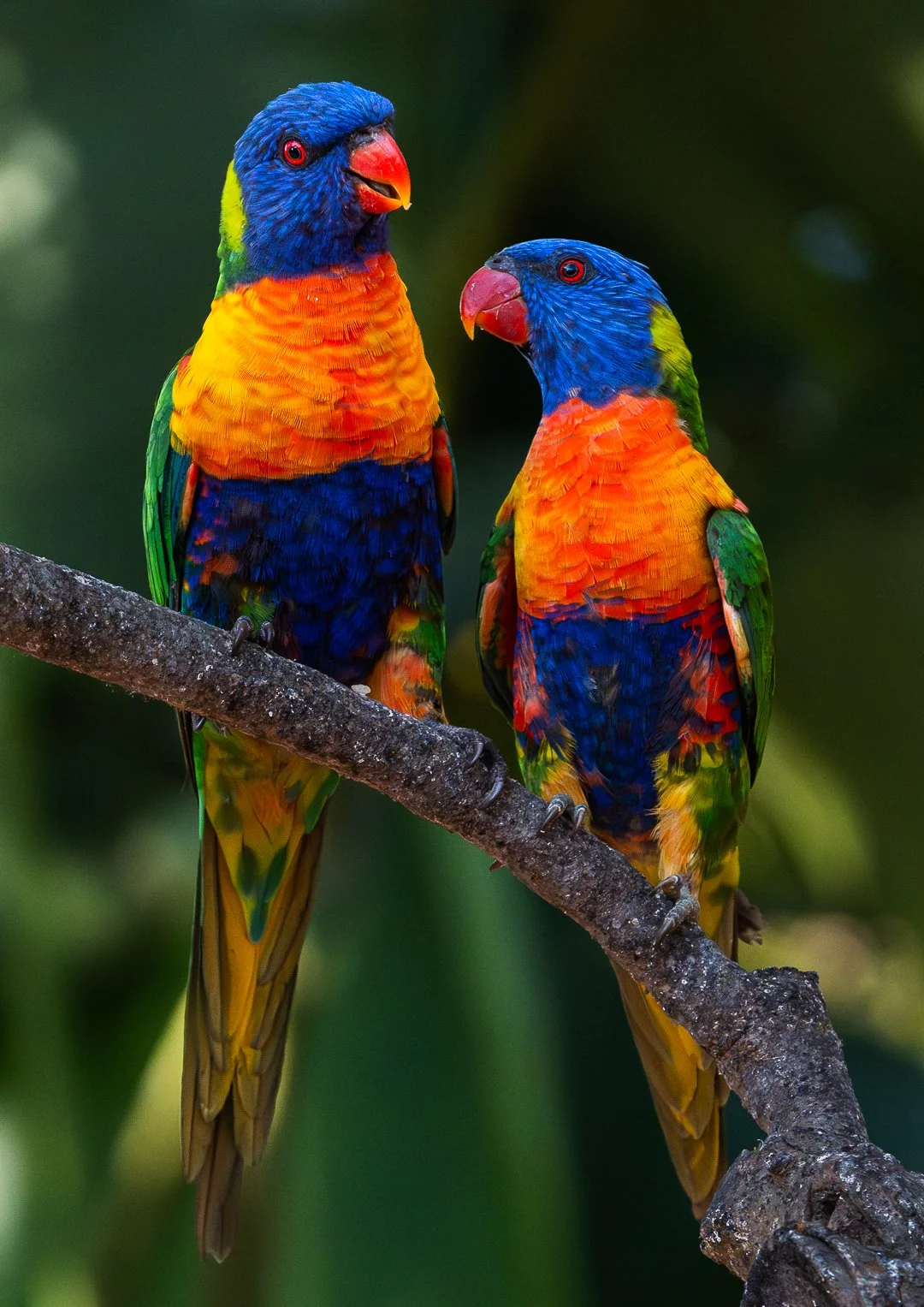 Rainbow Lorikeets