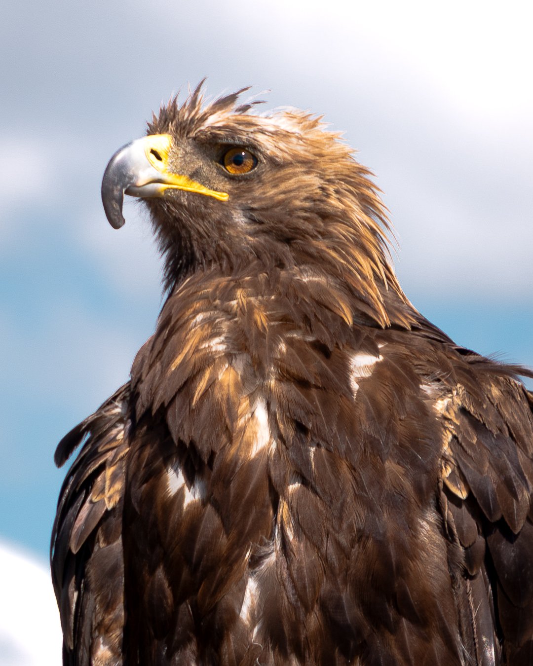 Golden Eagle, Terelj, Mongolia