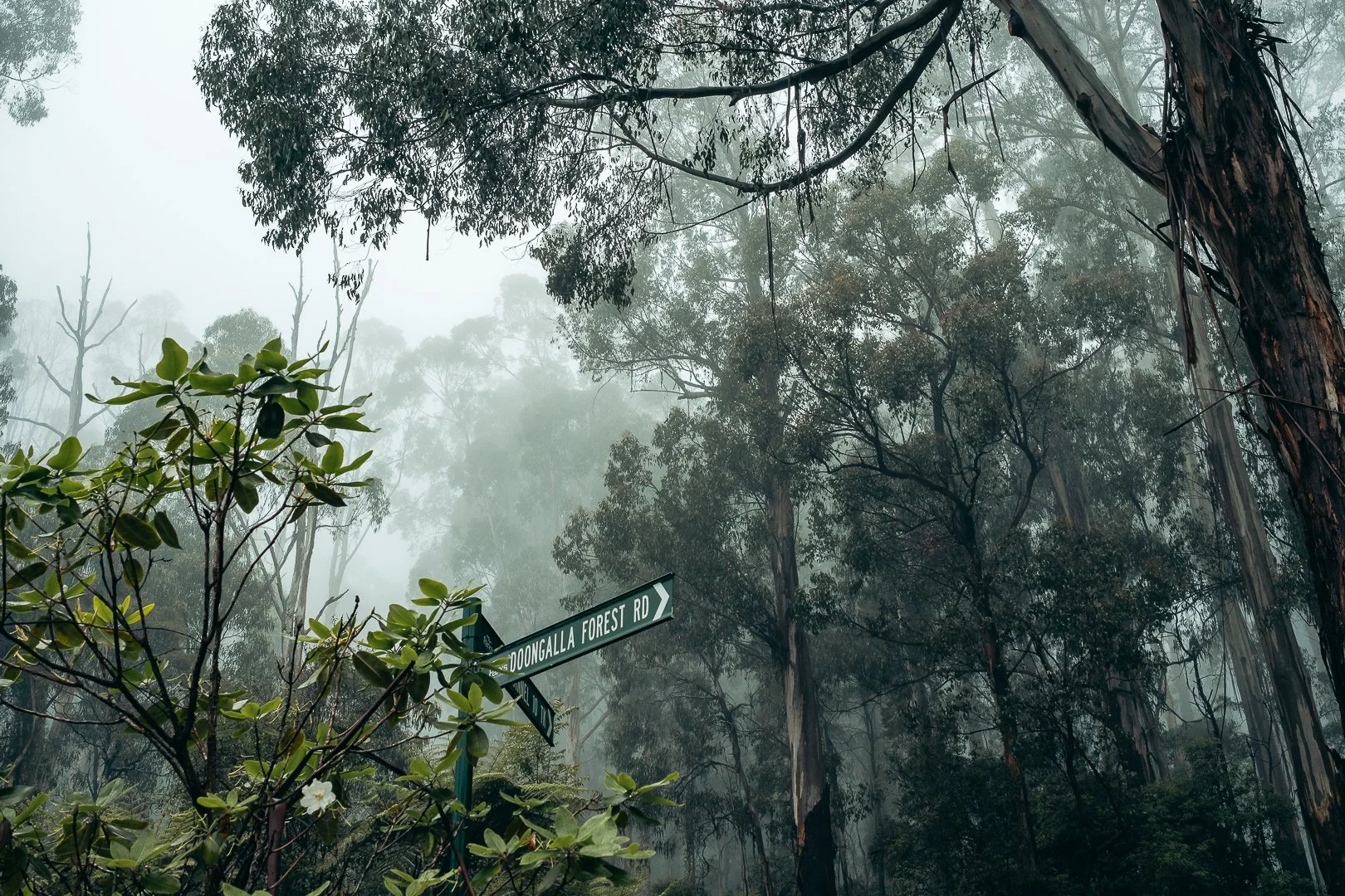 Dandenong Ranges, Australia
