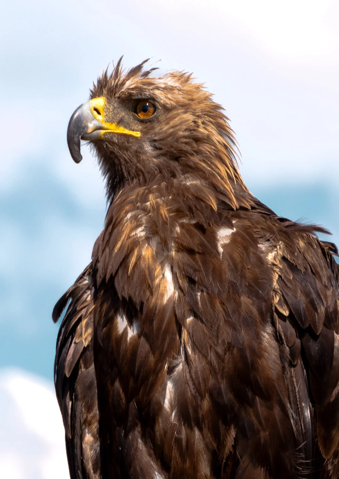 Golden Eagle