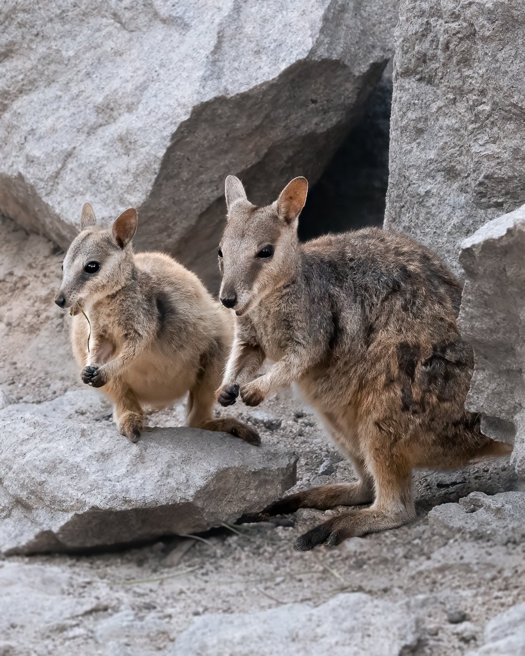 MagneticIsland_101124_KelseyBerry_AustralianWildlifePhotographer (553)-Edit-Edit.jpg