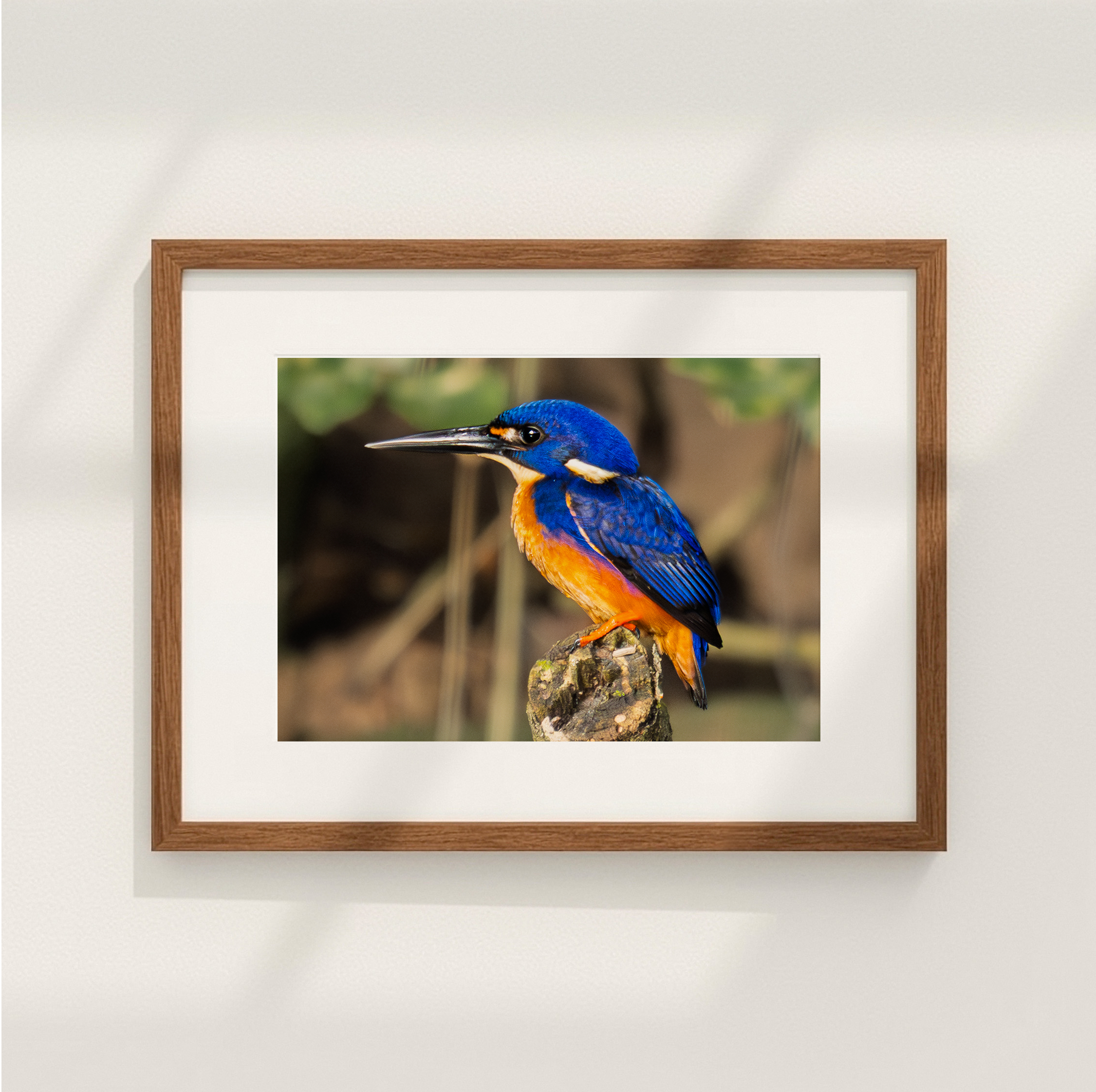 kingfisher.png