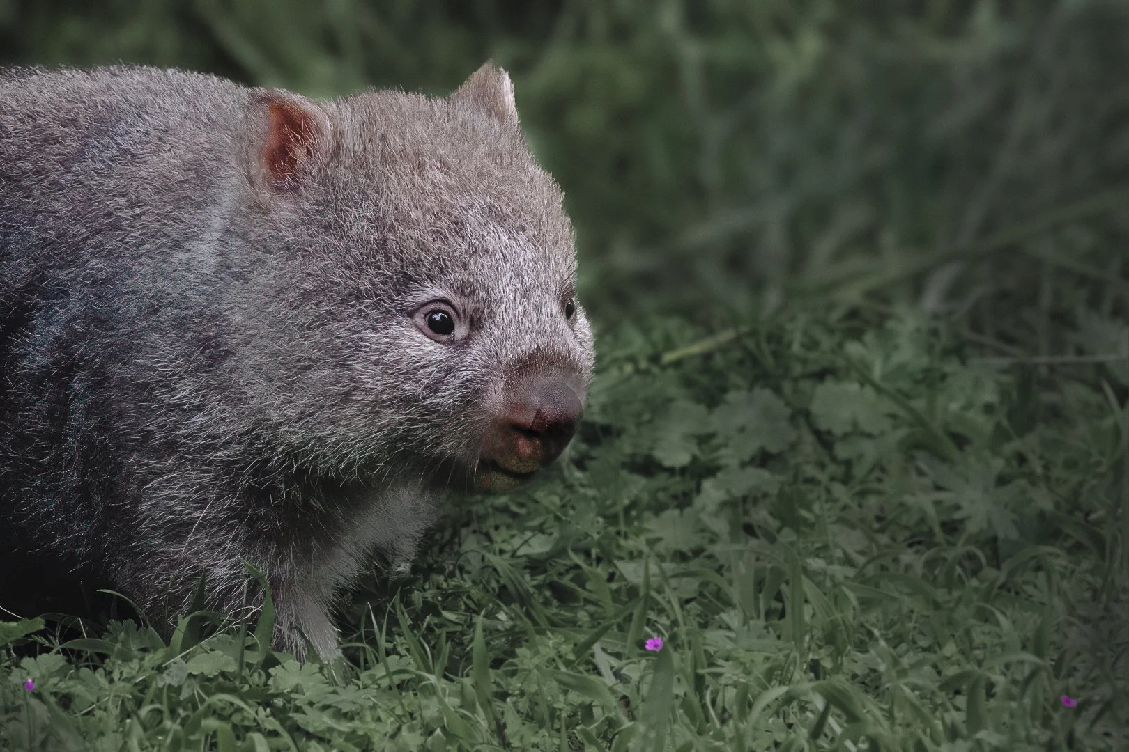 Wombat, Wilsons Prom, Australia