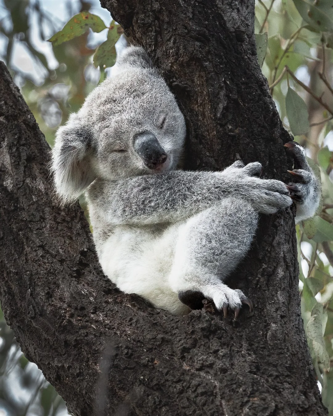 Koala, Magnetic Island, Australia