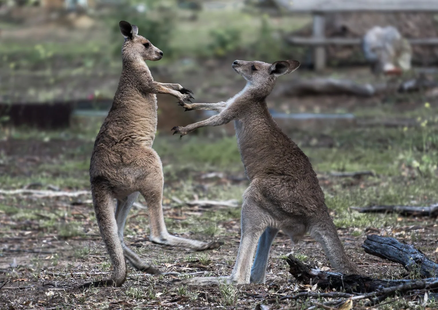 Boxing Kangaroos