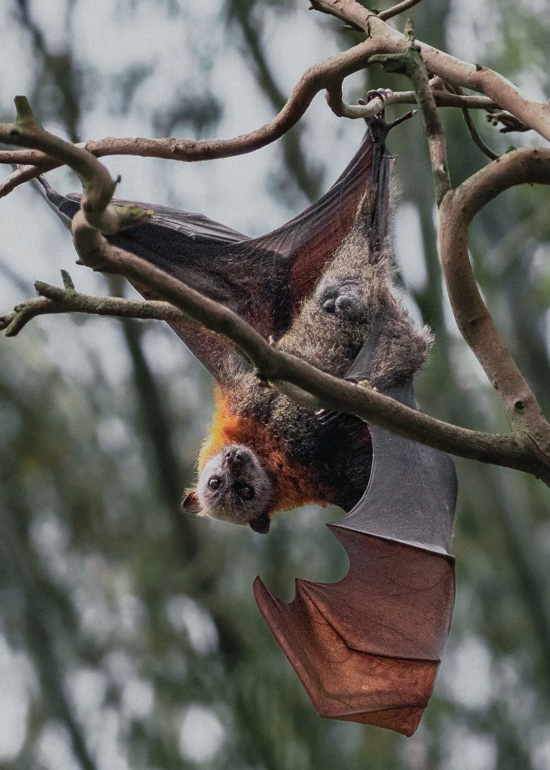 WilsonsProm_18102024_KelseyBerry_AustralianWildlifePhotography (1090).jpg