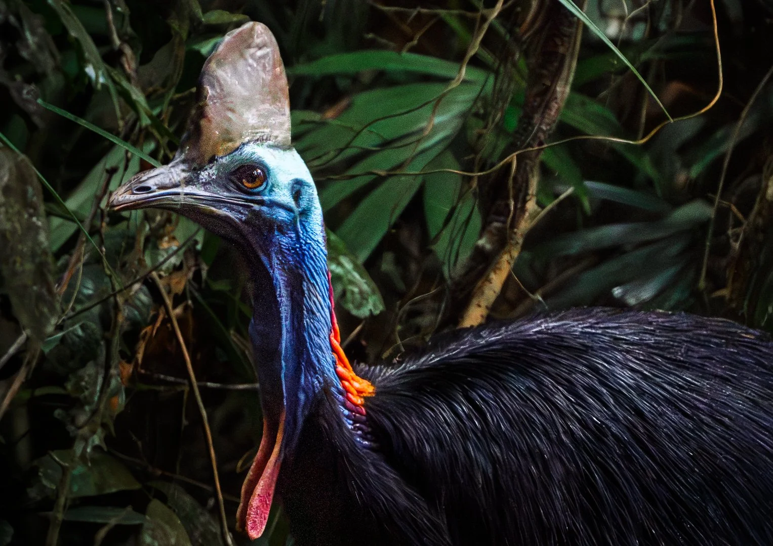 MissionBeach_Cassowary_KelseyBerryPhotographer_8May202600015-2.jpg