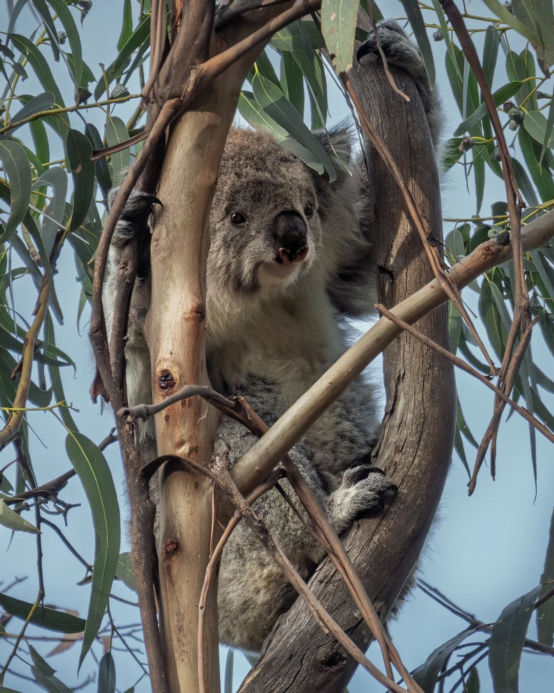 Koala, Great Ocean Road, Australia