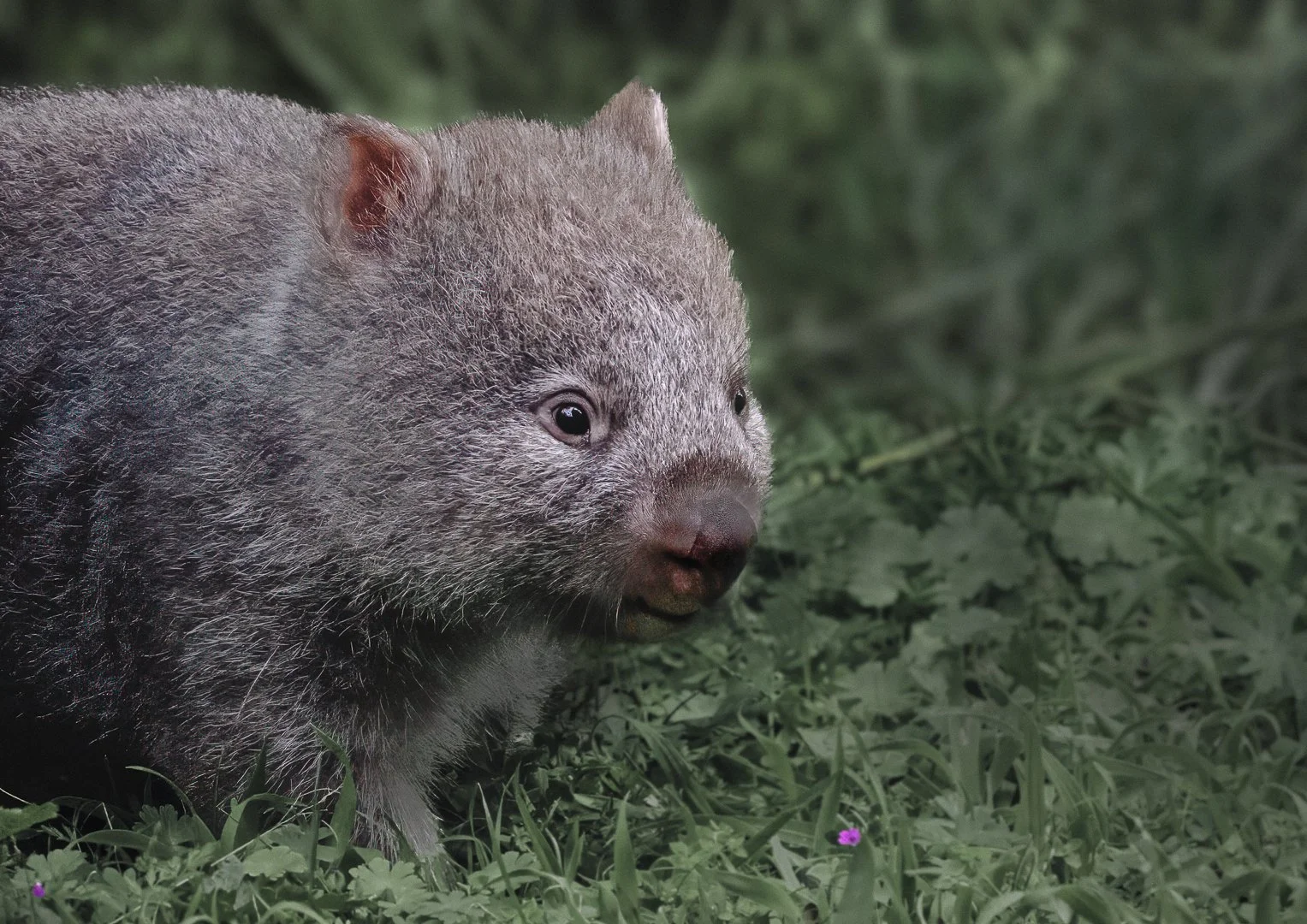 Baby Wombat
