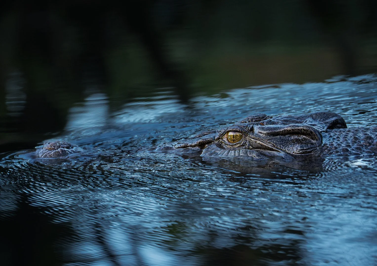 Watchful Eye