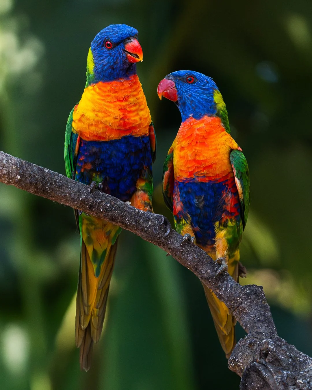 Two brightly colored rainbow lorikeets perched on a tree branch against a blurred green background.