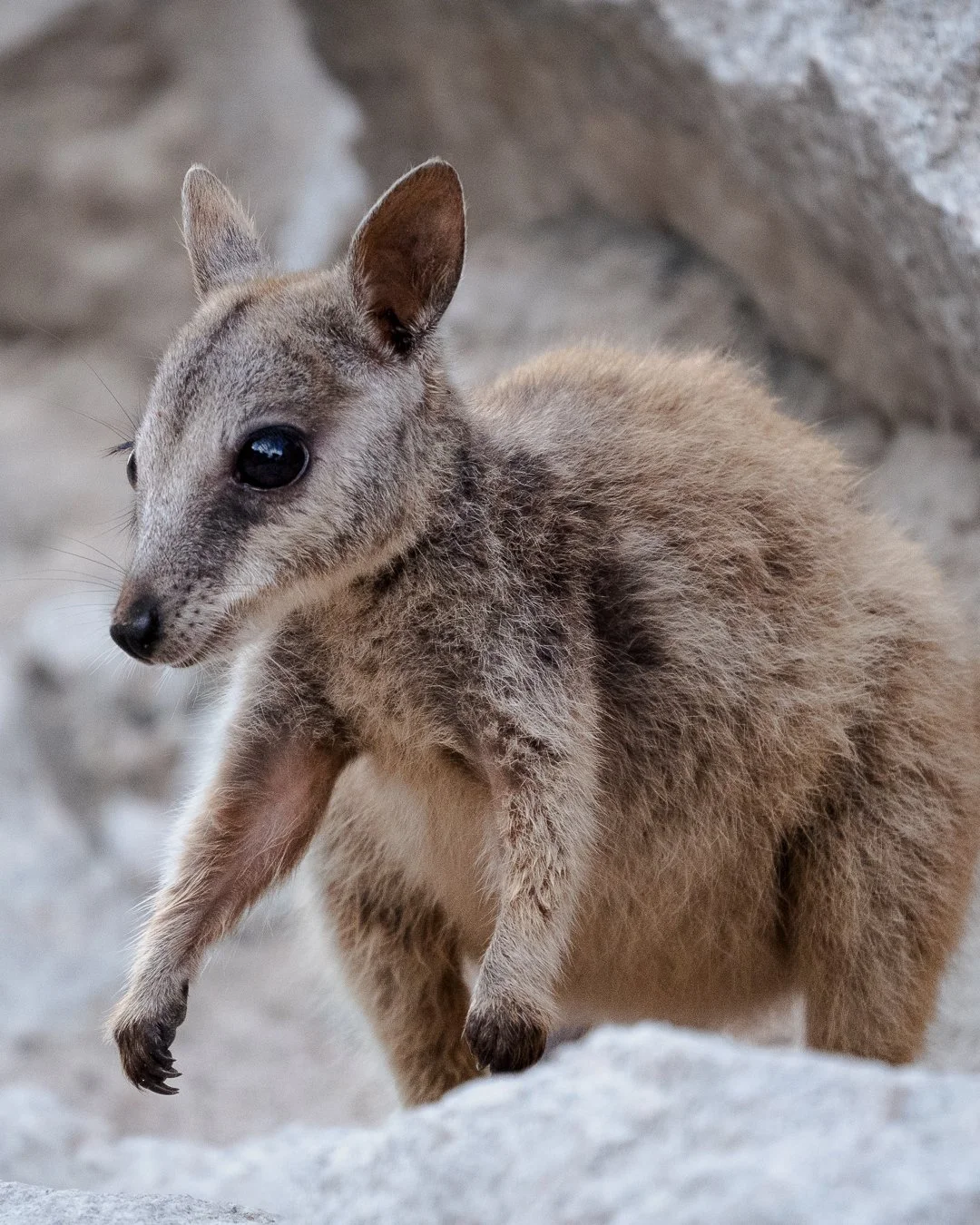 MagneticIsland_101124_KelseyBerry_AustralianWildlifePhotographer (574)-2.jpg