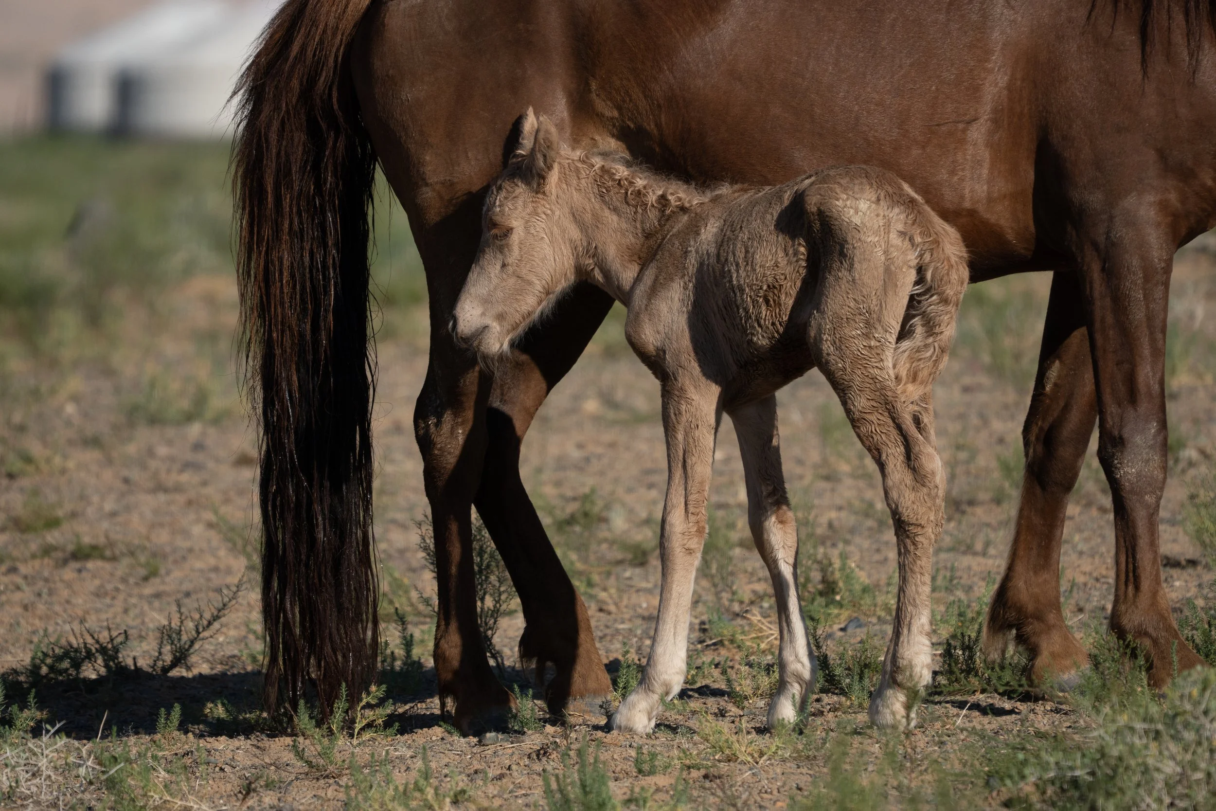 Foal, Gobi Desert, Mongolia