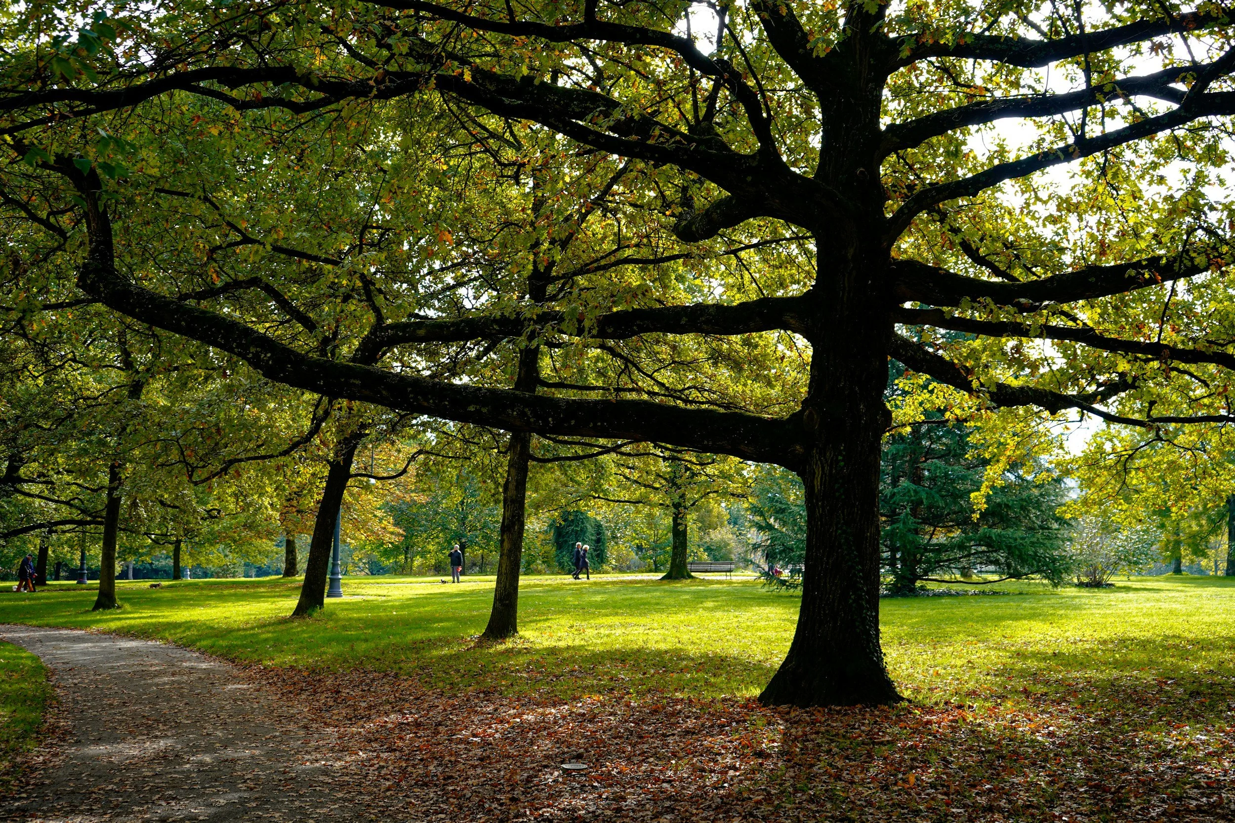 When do you need a Consulting Arborist Instead of a Tree Removal Company?