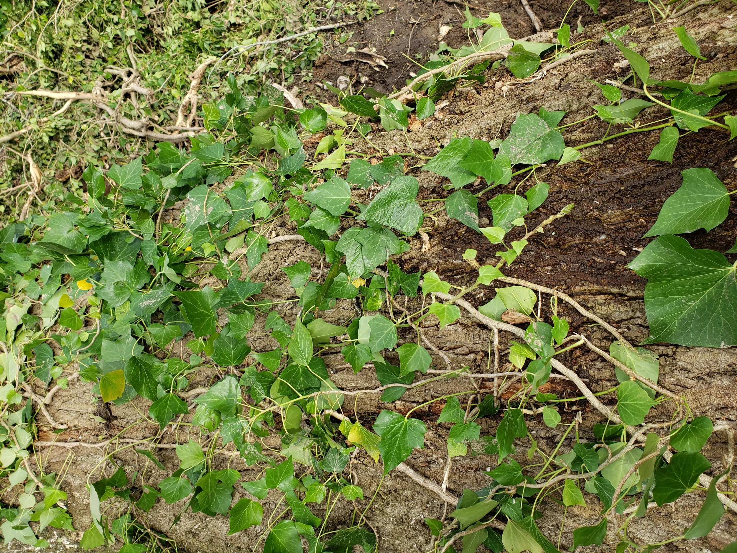 Will English ivy kill my tree?