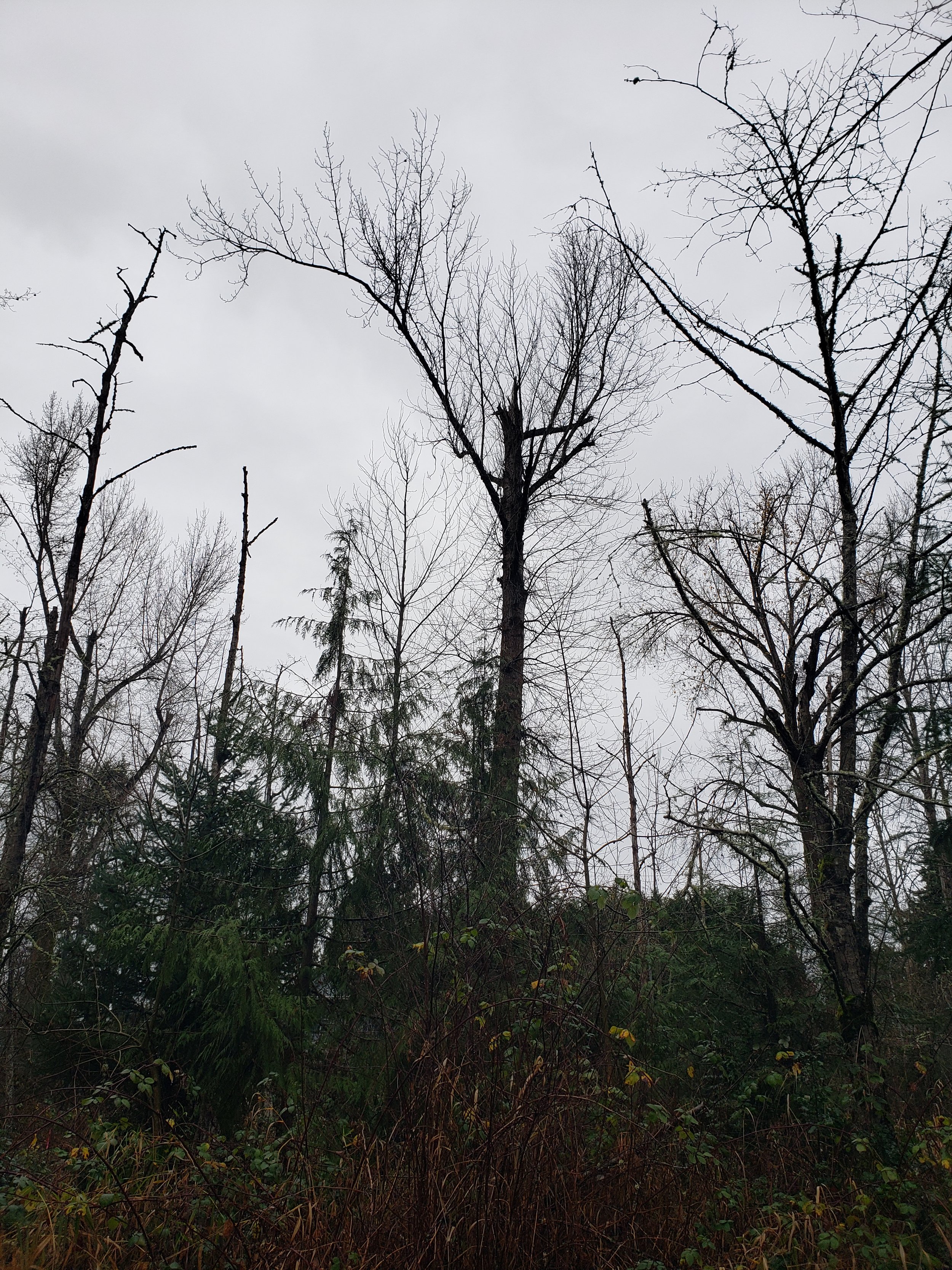 Why should I leave a dead tree in my yard for wildlife benefits?