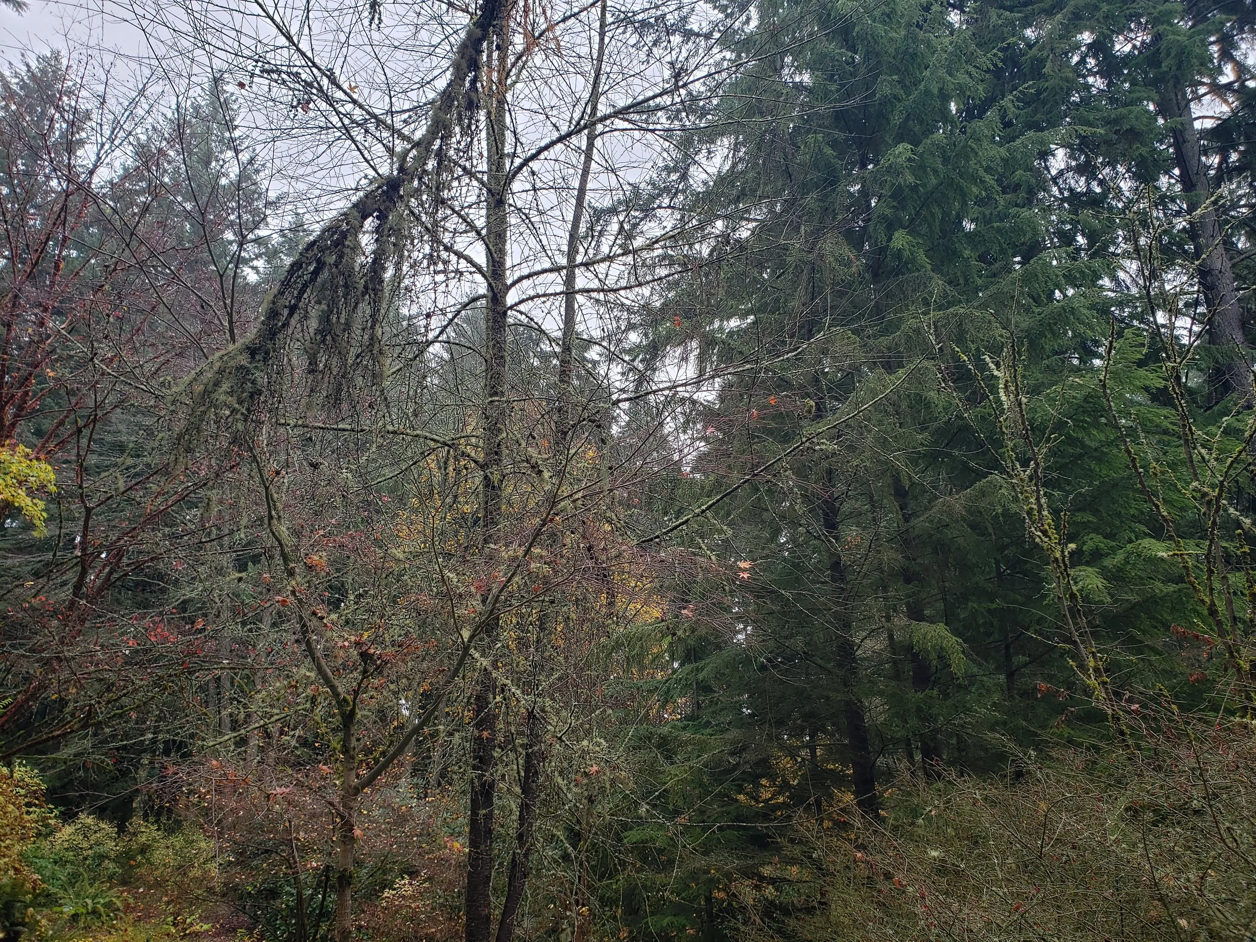 The Beauty of the Overlooked: Hemlock Woolly Adelgid, Slime Molds, and the Living Saliva of the Forest