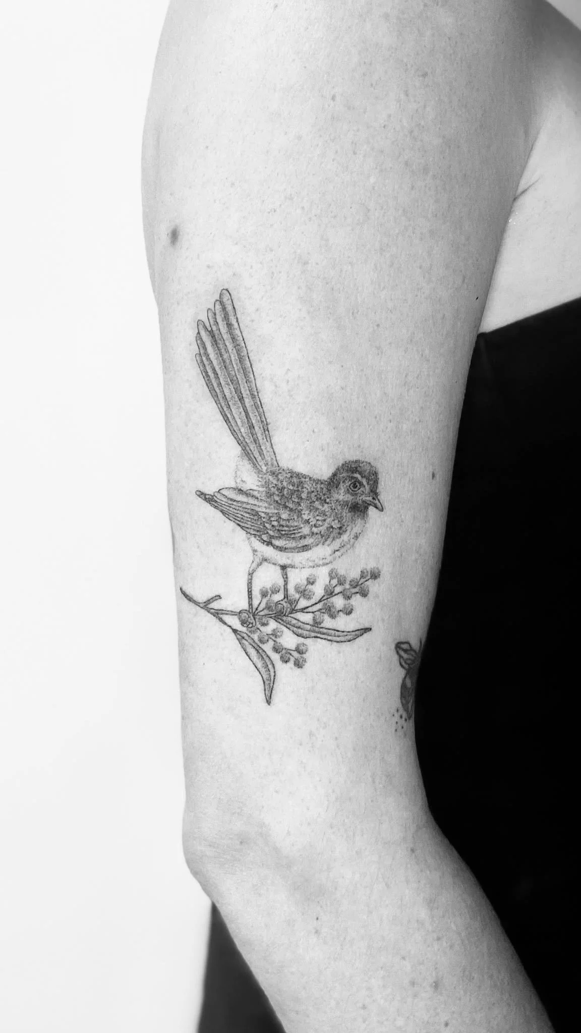 Black and white tattoo of a small bird perched on a branch with leaves and wattle on a person's upper arm.