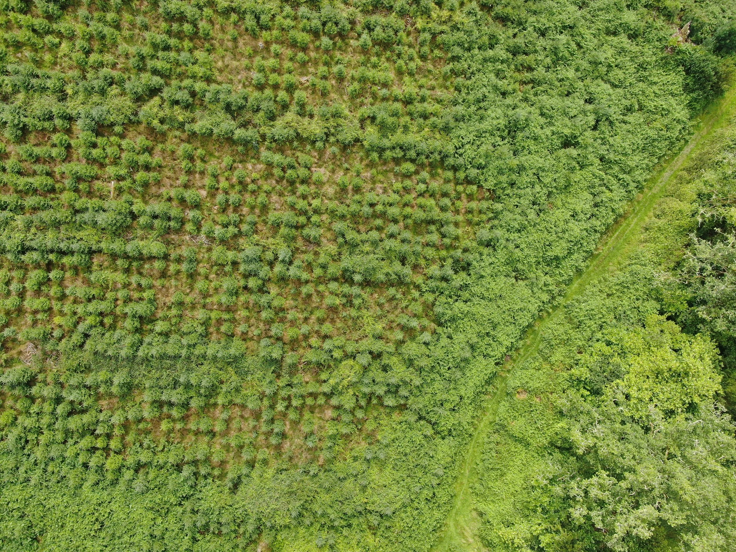 Aerial view of a green forest with a cleared path running through the trees, dividing the forest into two sections.