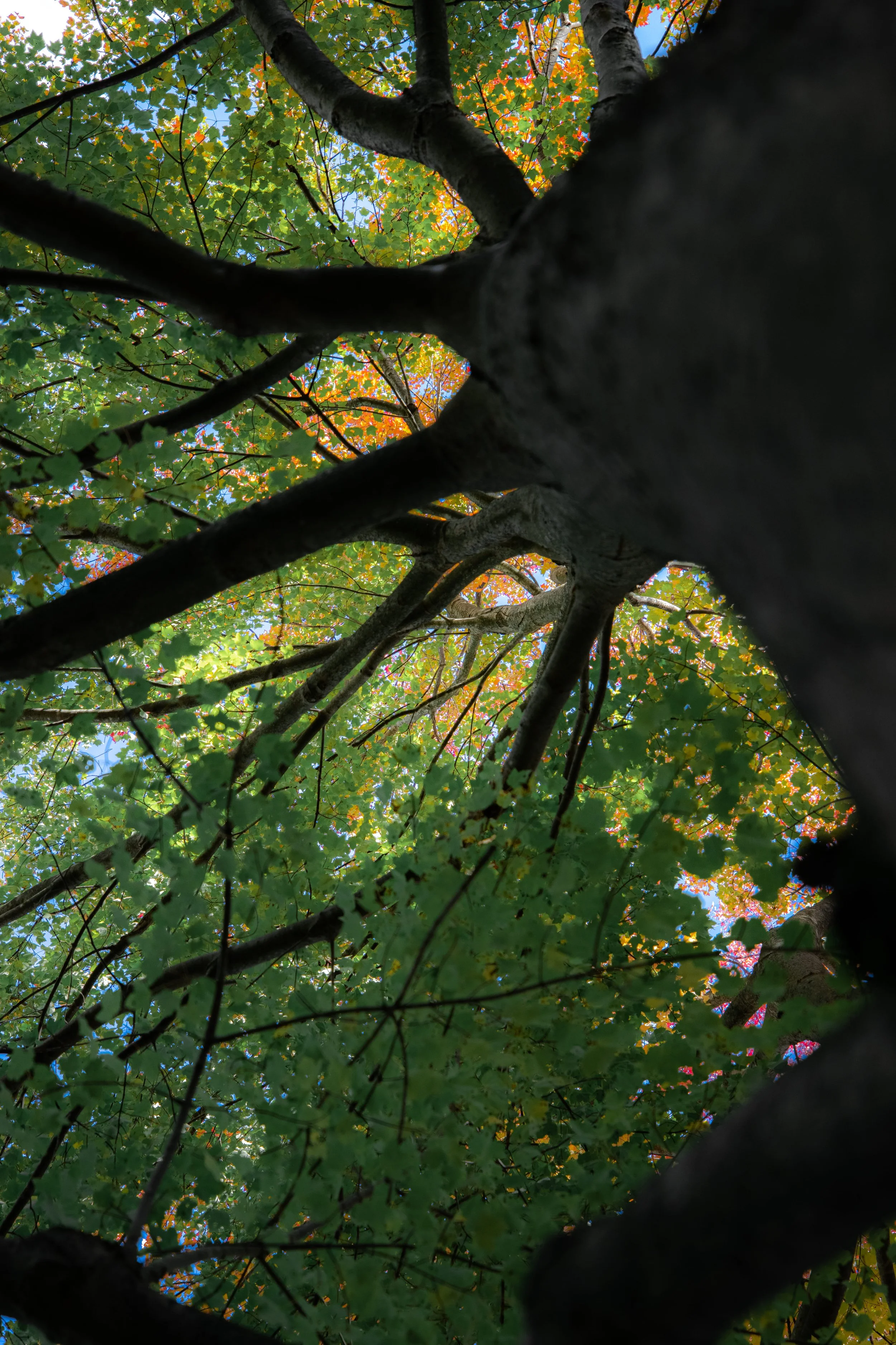 View from below of a tall tree with dark branches and bright green and orange leaves against a clear blue sky.