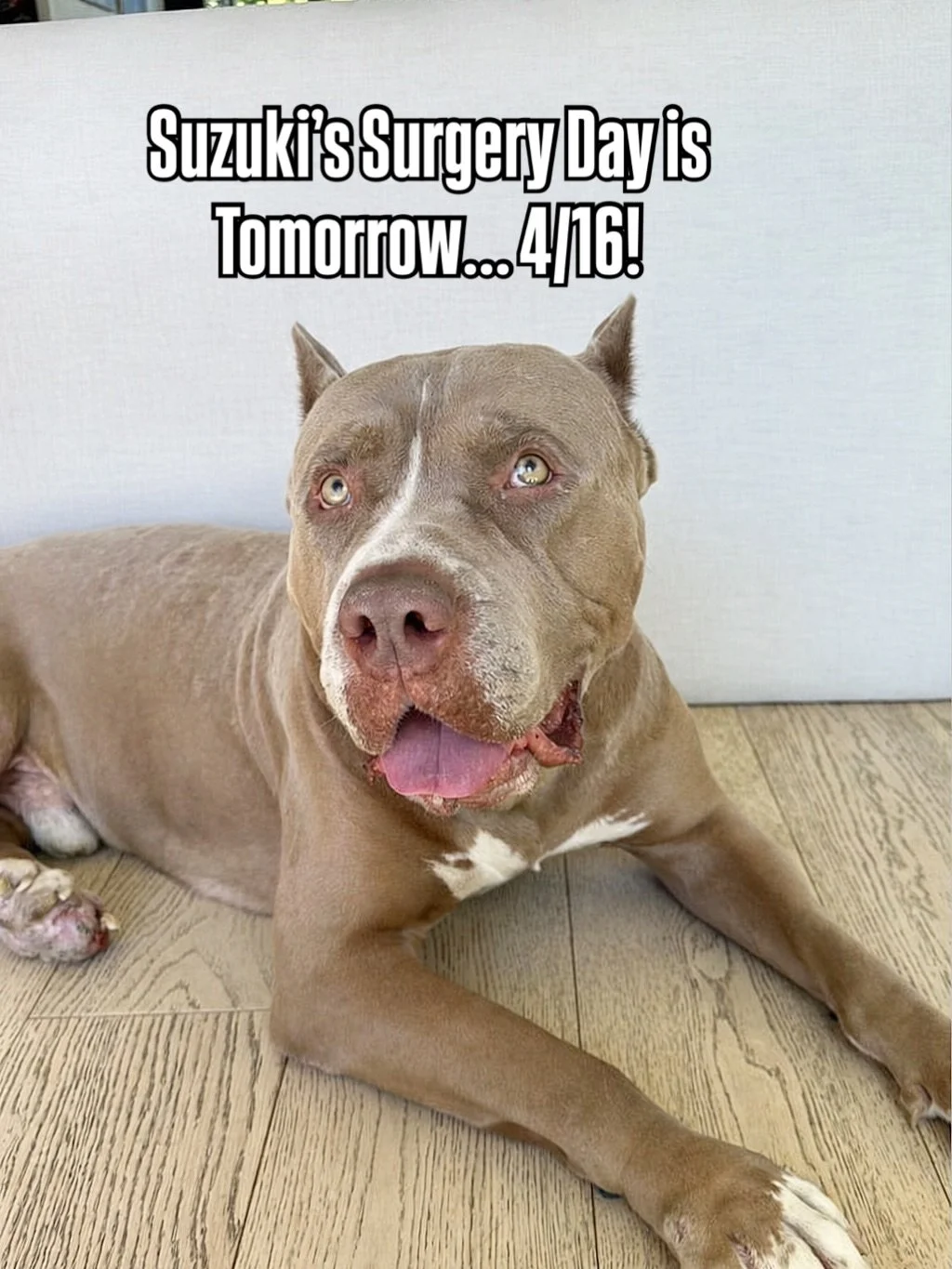 Tomorrow morning, Suzuki will finally get the surgery he&rsquo;s been waiting for &mdash; the one that will relieve his pain and give him the chance to run, play, and be somewhat a normal dog again. He&rsquo;s come this far because of the kindness of