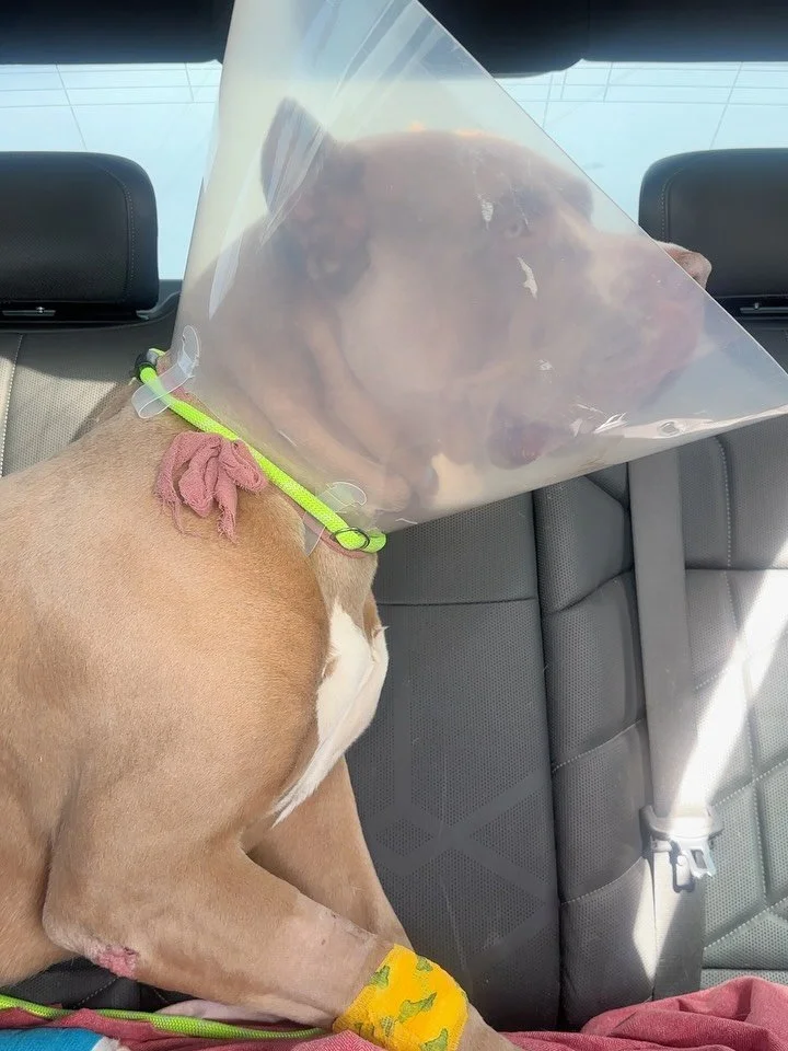 Suzuki&rsquo;s Surgery Update ❤️

We are very happy to report that Suzuki had a successful toe amputation. The surgery took longer than expected and for that we are incredibly grateful to Dr. Shim for taking such thoughtful, meticulous care of Suzuki