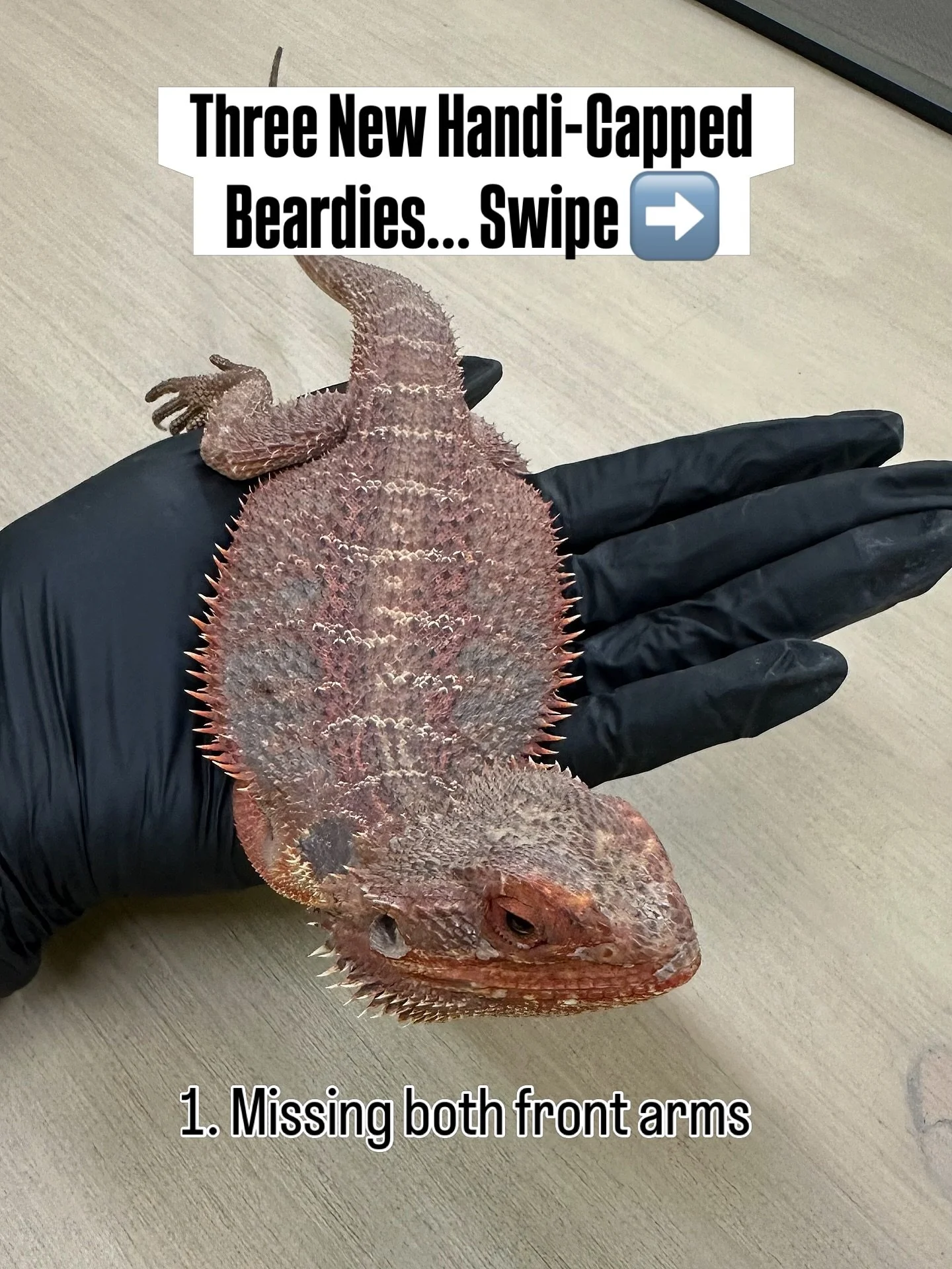 We just took in these three bearded dragons from the same clutch &mdash; all missing limbs from being cohabbed together. One lost both front arms, one lost part of his tail and an arm, and the other lost an entire foot. Cohabitation isn&rsquo;t &ldqu