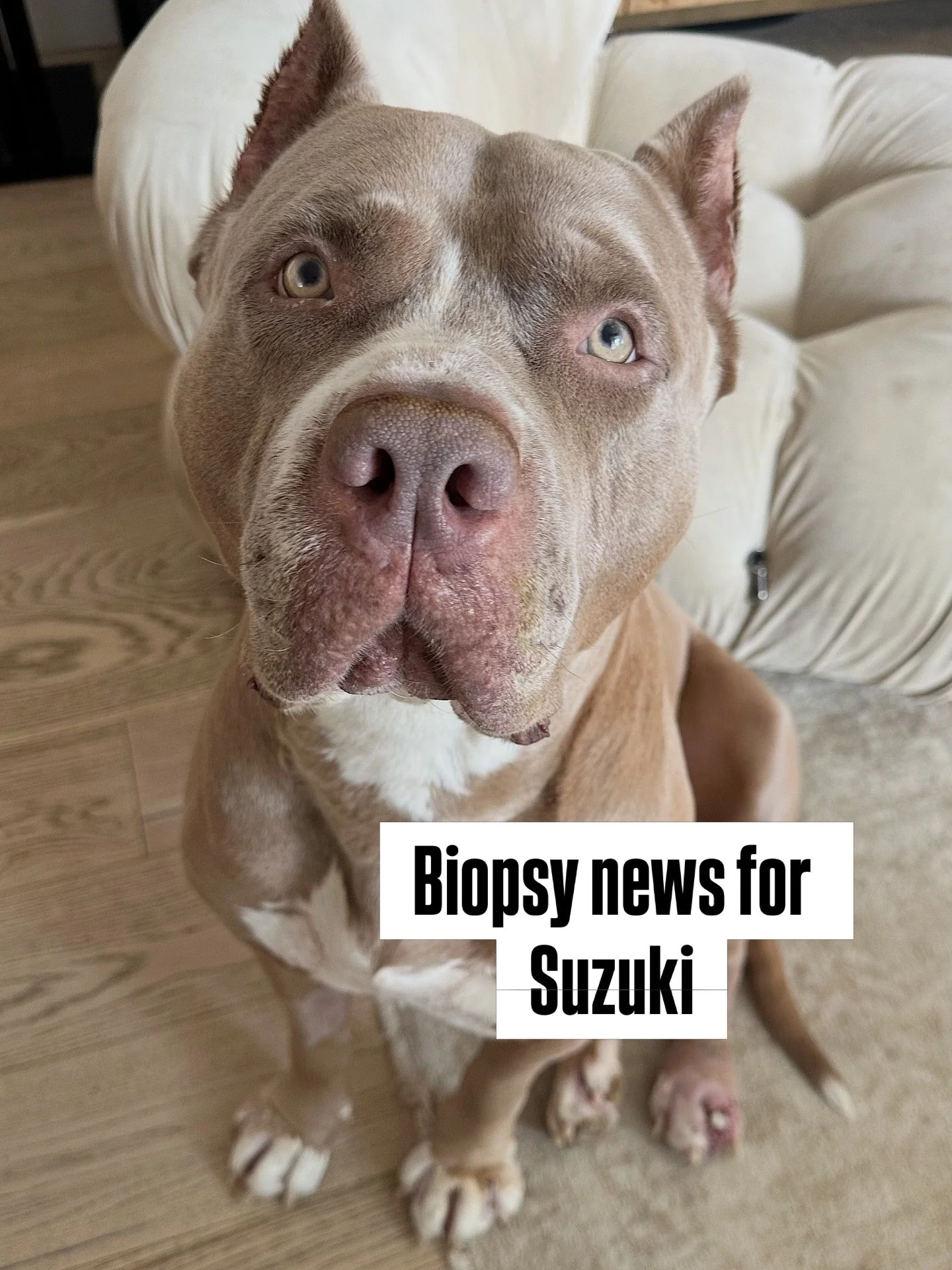 Suzuki&rsquo;s biopsy results came back, and this poor boy can&rsquo;t get a break 😭🥺 The lab work confirmed squamous cell carcinoma with bone invasion. His doctor needs to evaluate his lymph nodes next to check for possible spread. This next diagn