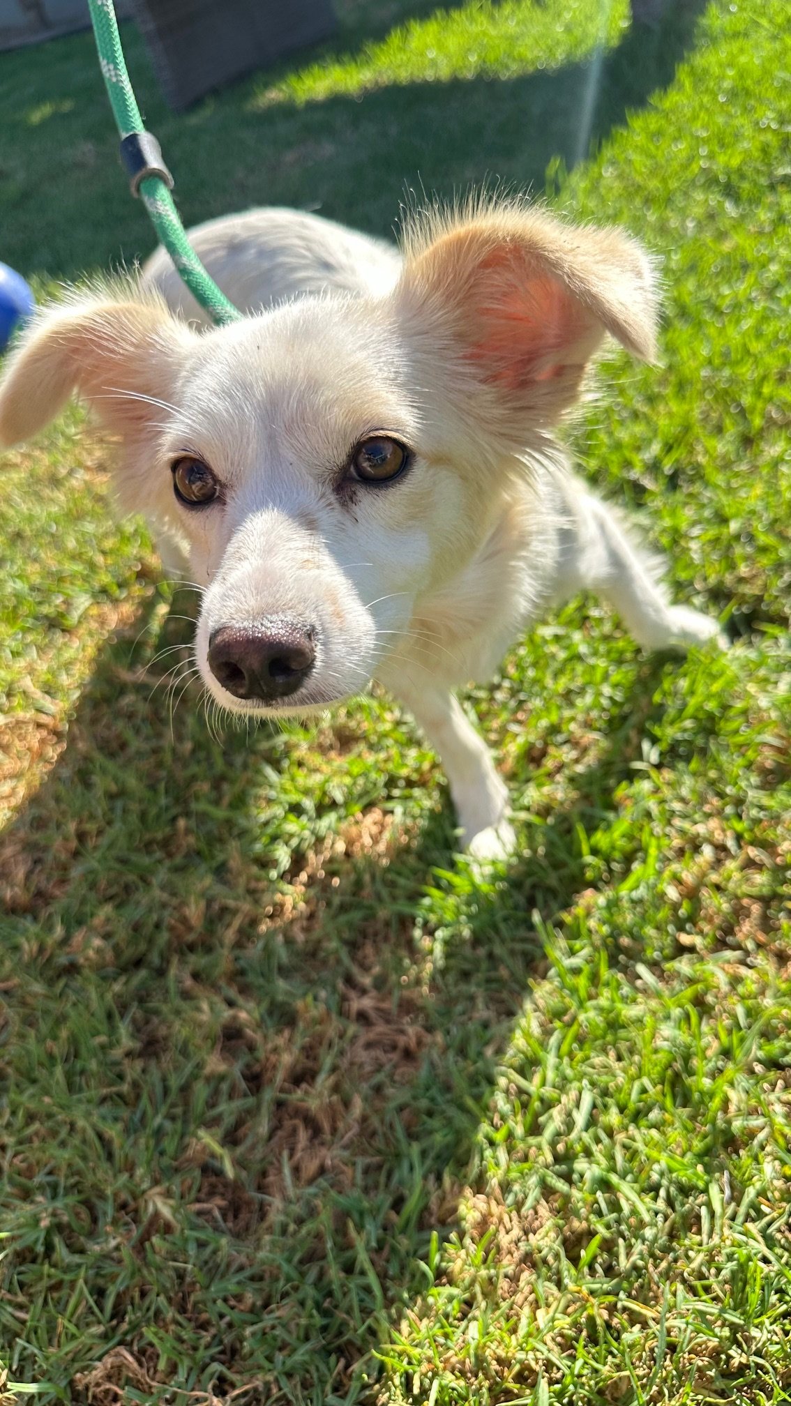 Roxanne