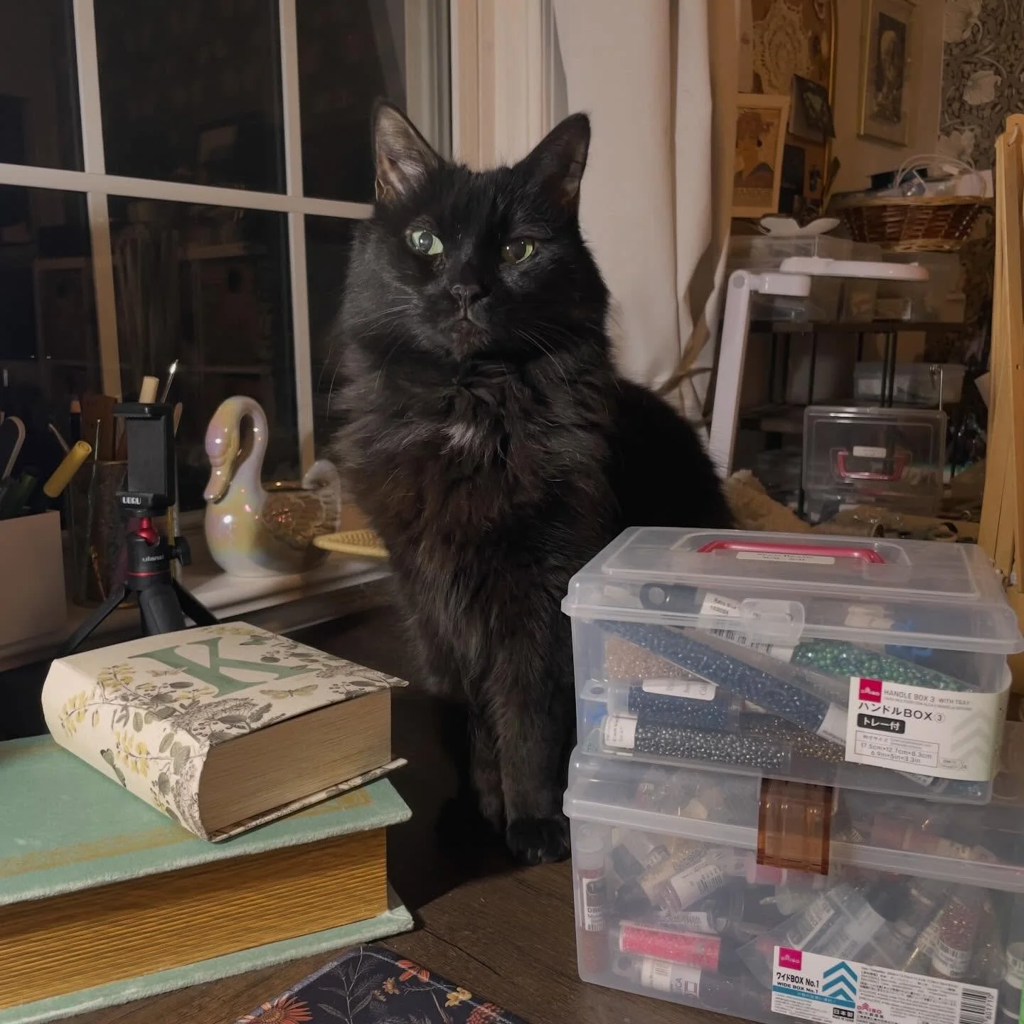 Same cat. Different craft. 🖤