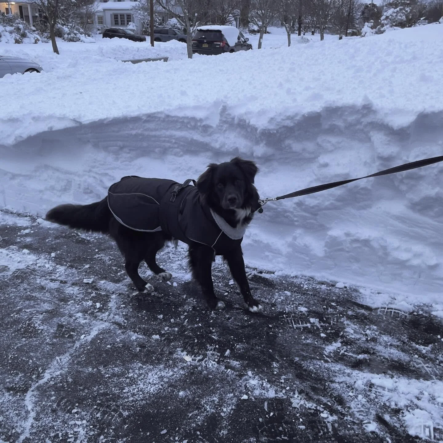 Snow : Dog ratio in Port Chester, NY. ❄️
