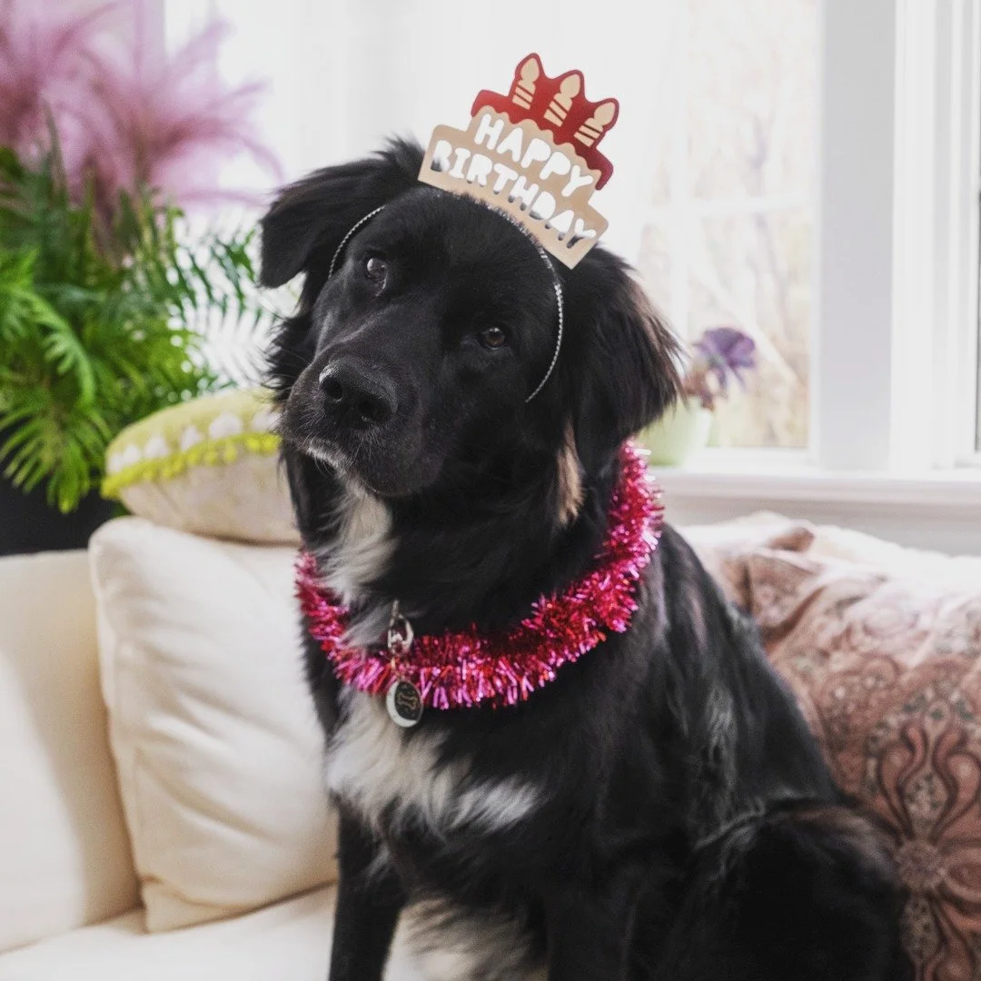 Happy 1st Birthday, Miss Willow Bee! 💖🎉💖🎂💖

You&rsquo;ve completely turned our lives upside down&hellip; and we wouldn&rsquo;t have it any other way. (Though Bella the cat might beg to differ.) 

Collector of sticks. Sock thief. Pro body slammer