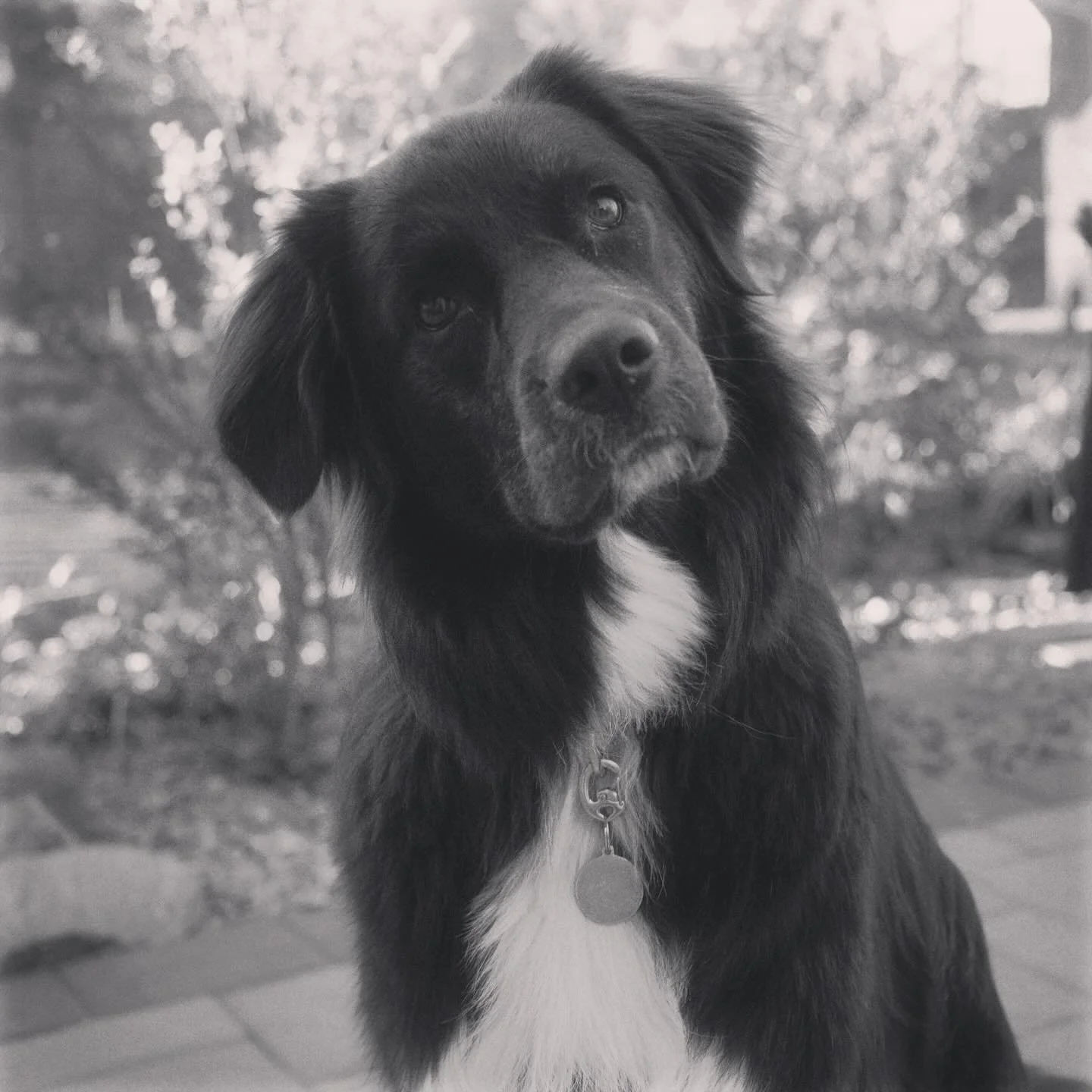 My dog has questions &hellip;