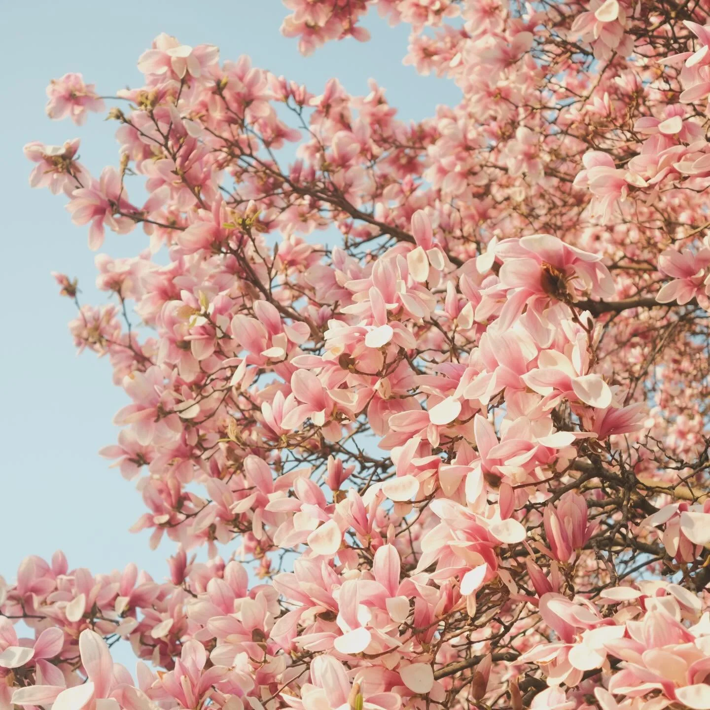 As seen on this afternoon&rsquo;s dog walk. 🌸👌