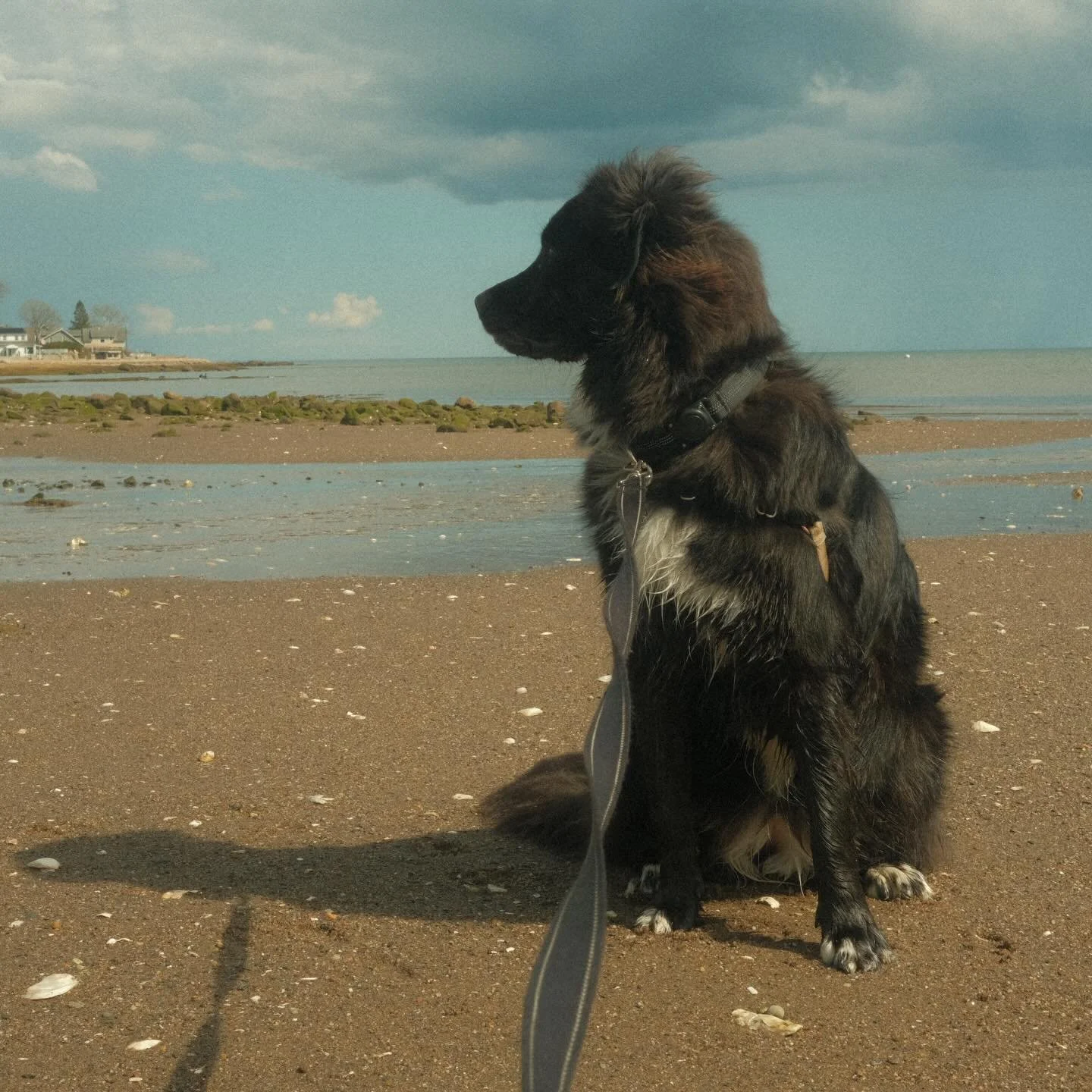 Weekend photo dump 🌊🦪🦖🦕 West Haven/New Haven Shenanigans #LighthousePeeping #DinoRAWR