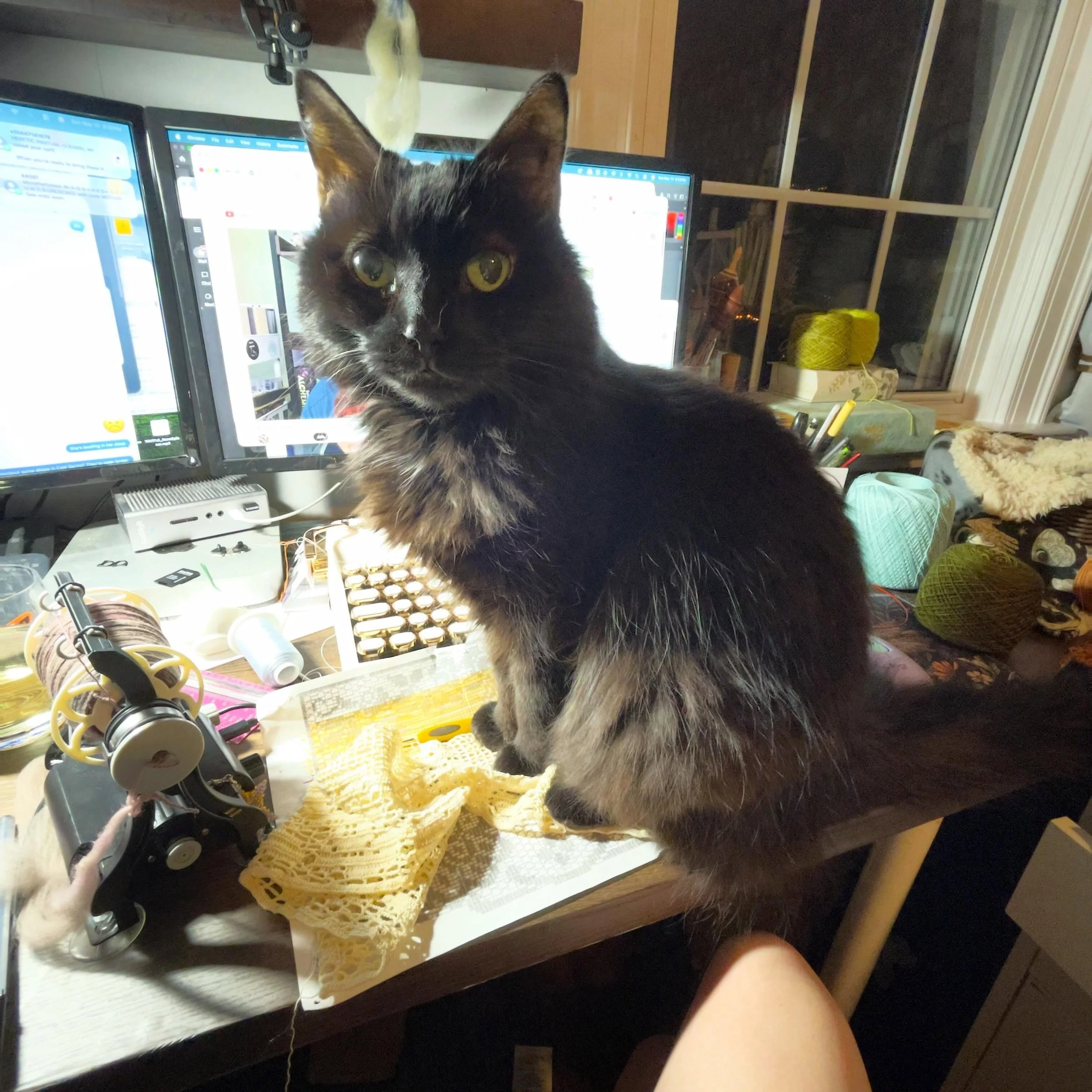 Apparently, I have too much crafting going on and Bella has staged an intervention 😹