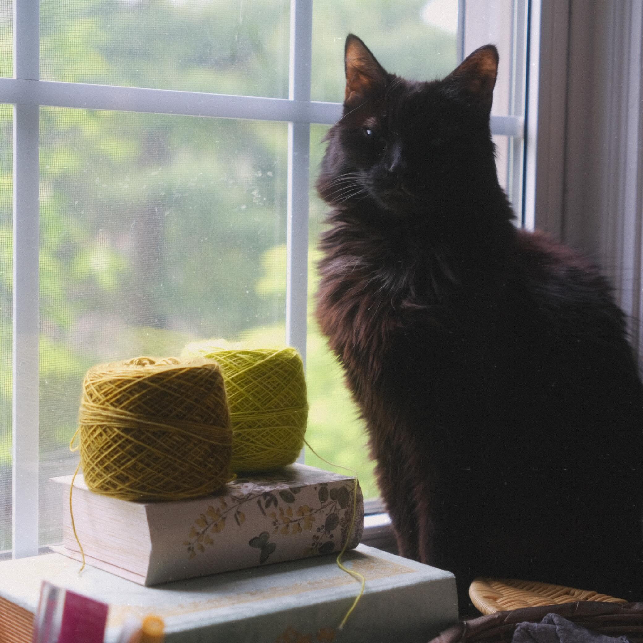 Still Life with Bella. 😌🖤